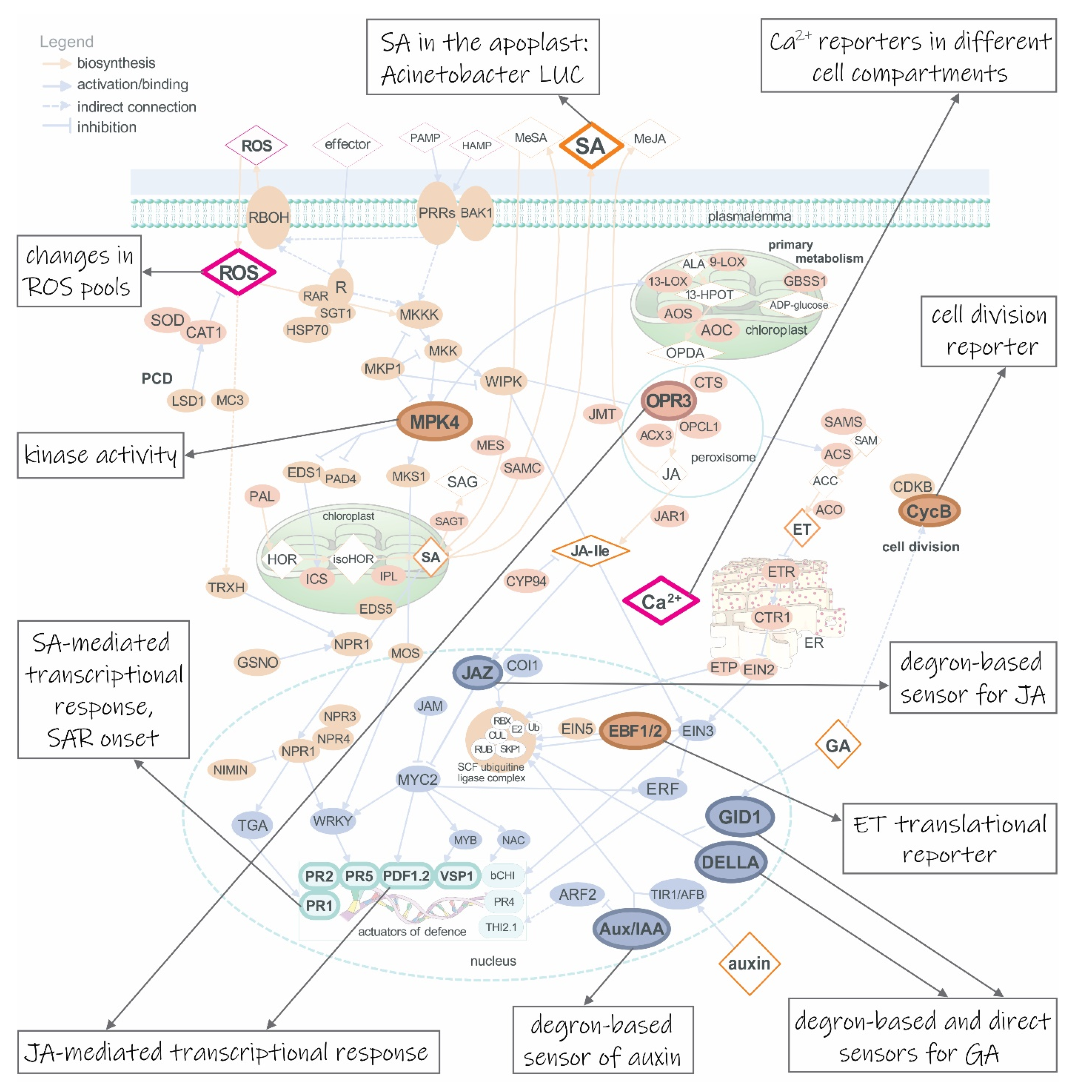 Life 11 00209 g001 Life 11 00209 g001