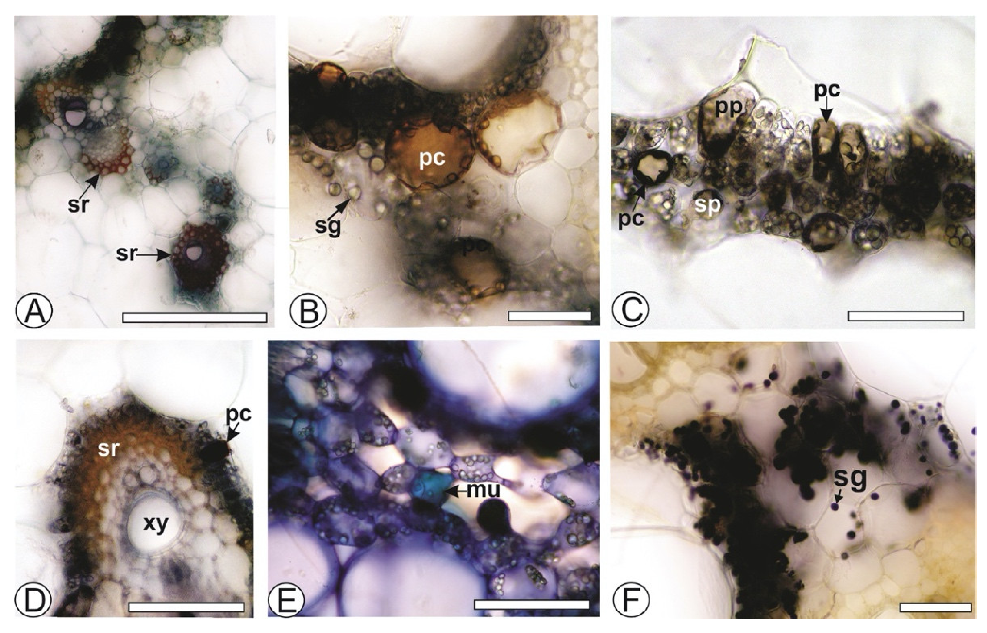 Life 11 00212 g002 Life 11 00212 g002