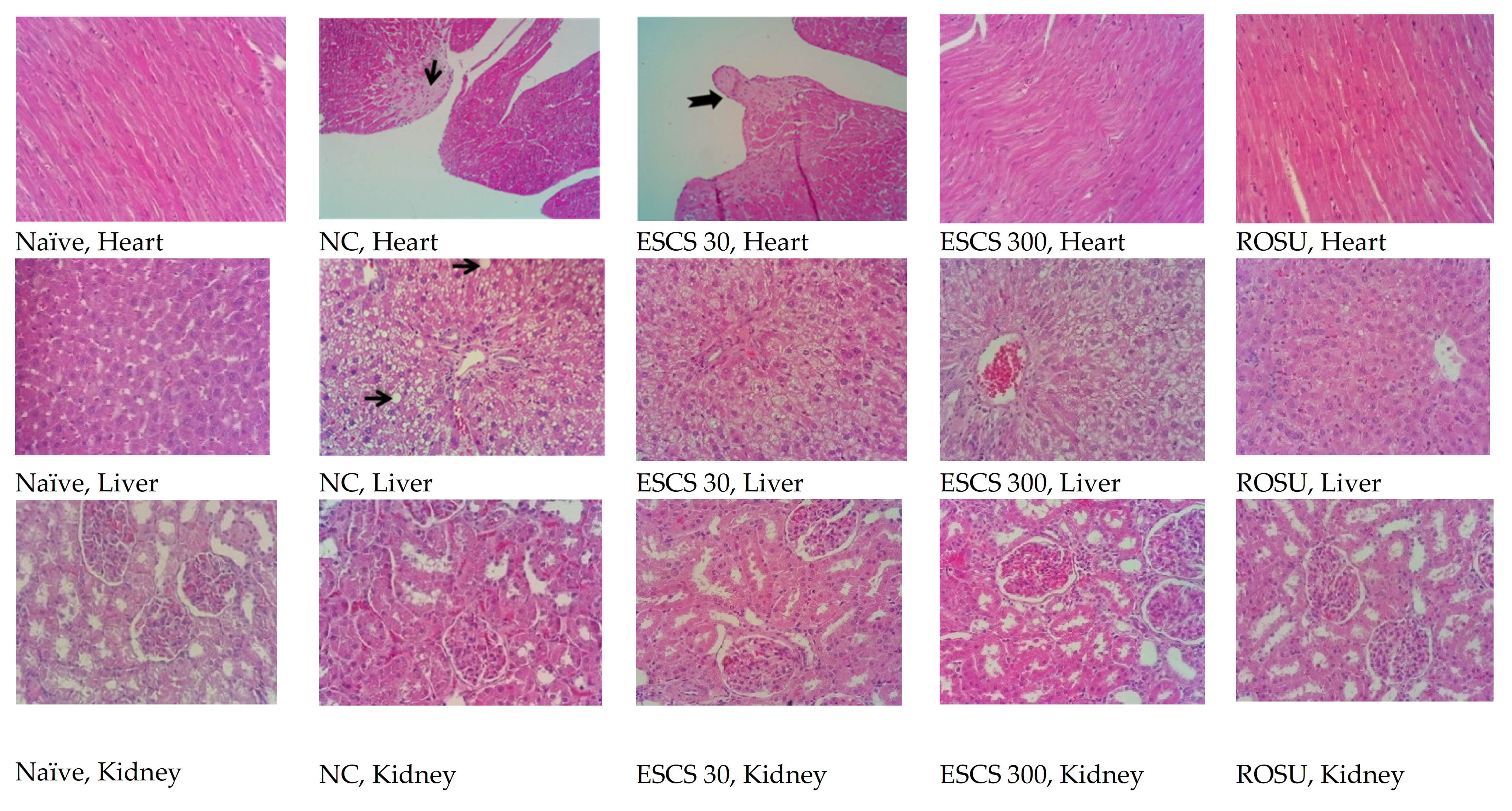 Life 11 00212 g003 Life 11 00212 g003