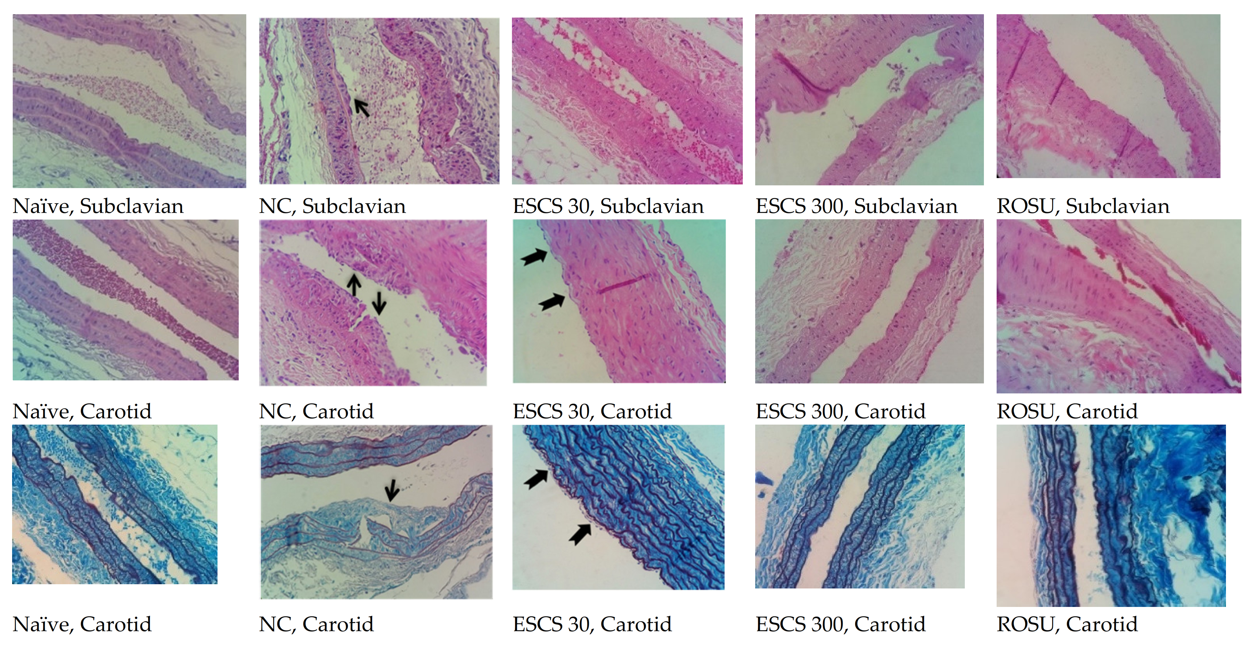 Life 11 00212 g004 Life 11 00212 g004