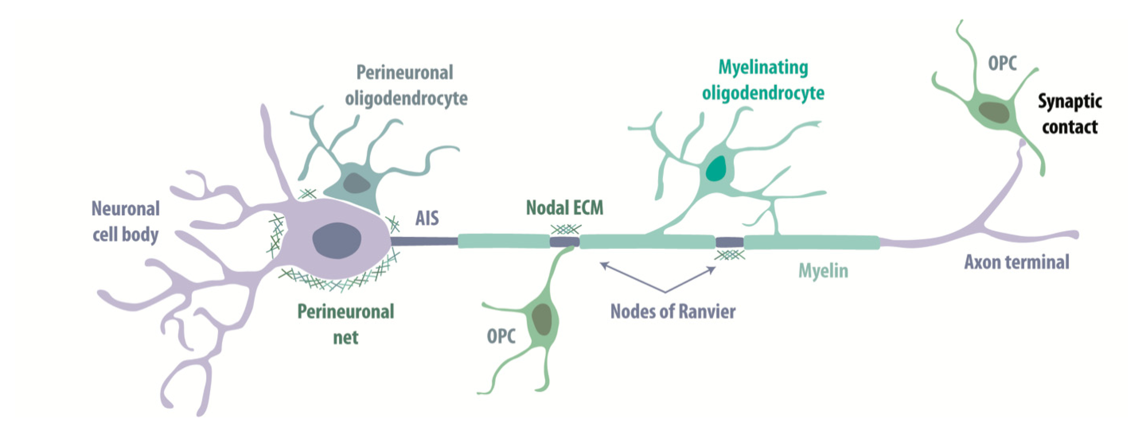 Life | Free Full-Text | Neuron–Oligodendrocyte Communication in Myelination  of Cortical GABAergic Cells