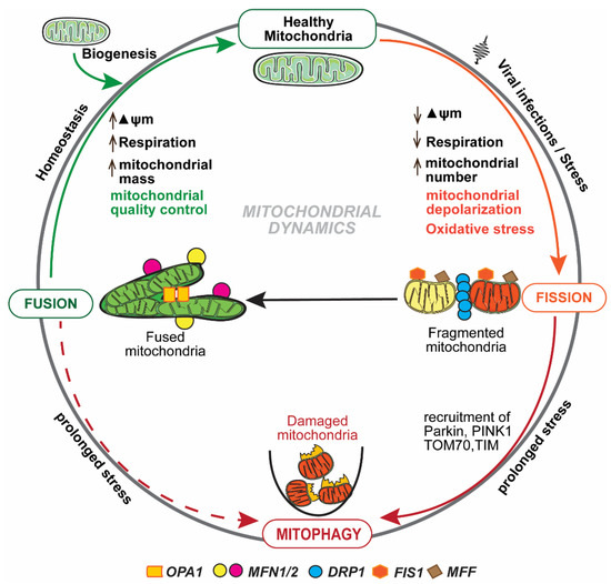 新品入荷 of Role Mitochondria Infections Viral in シューズ(女性用)