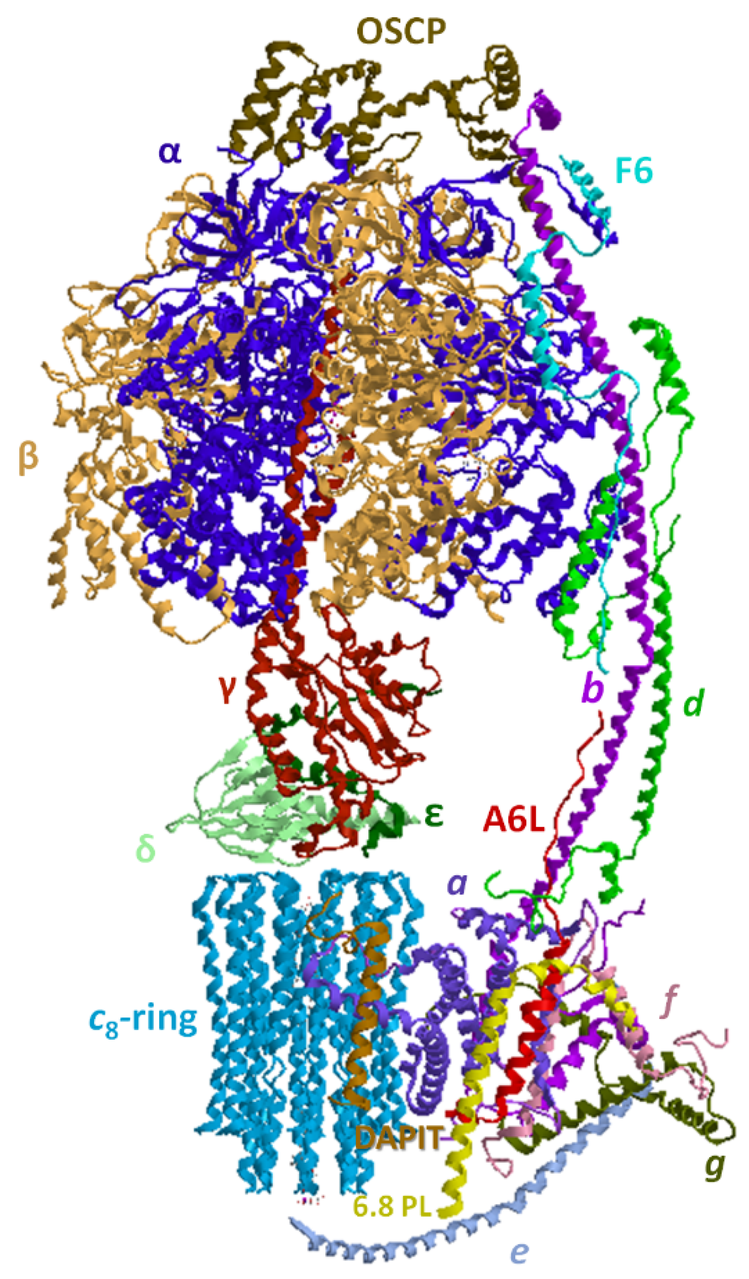 Life | Free Full-Text | Molecular and Supramolecular Structure of 