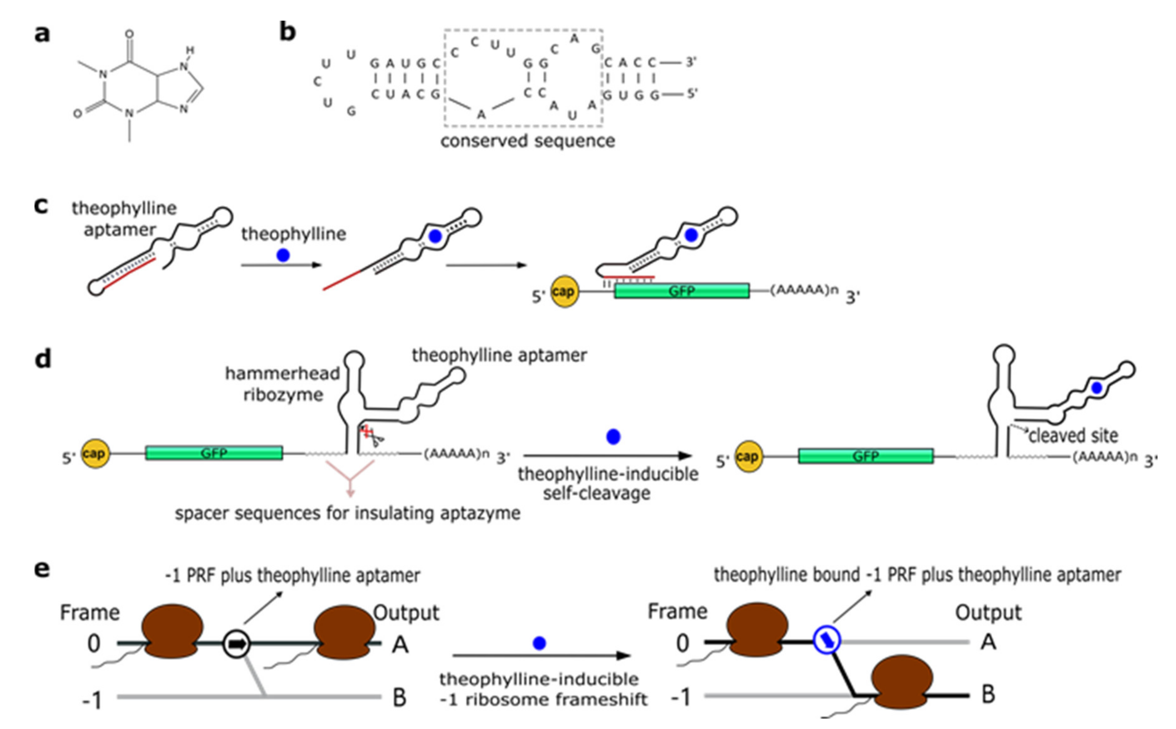 Life   Free Full Text   Aptamers, Riboswitches, and Ribozymes in S ...