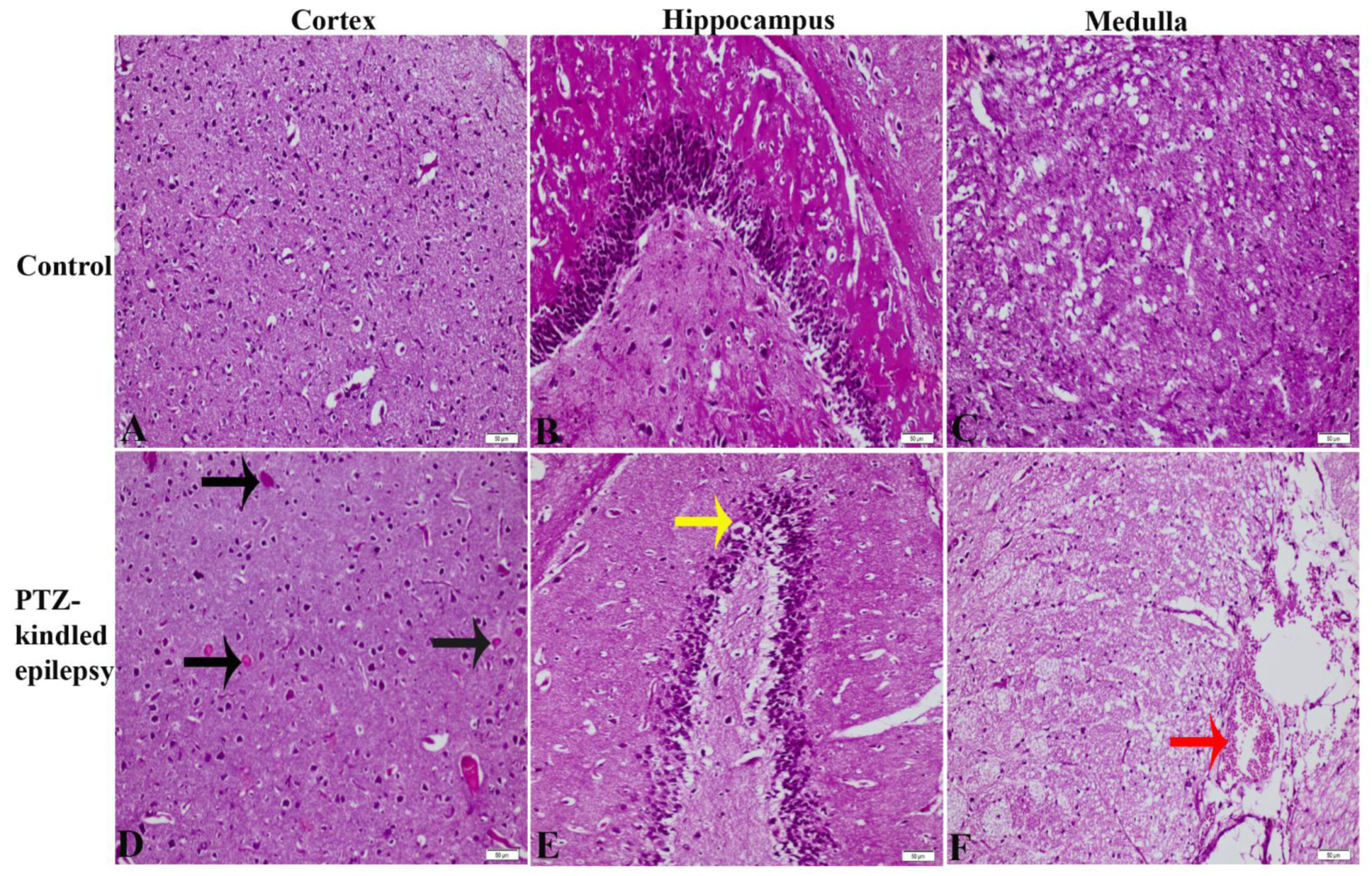 Life 11 00276 g004 Life 11 00276 g004