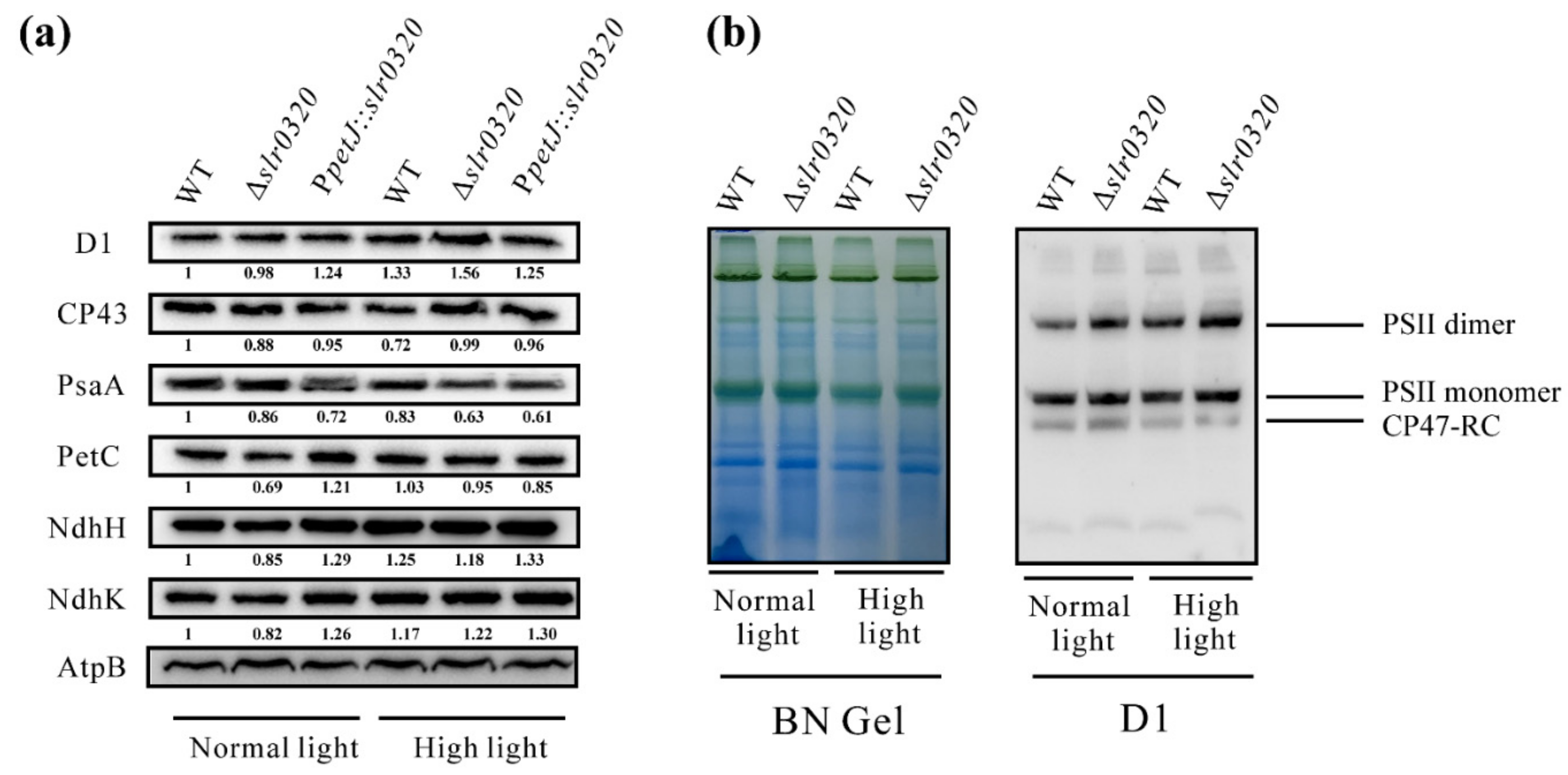 Life 11 00279 g002 Life 11 00279 g002