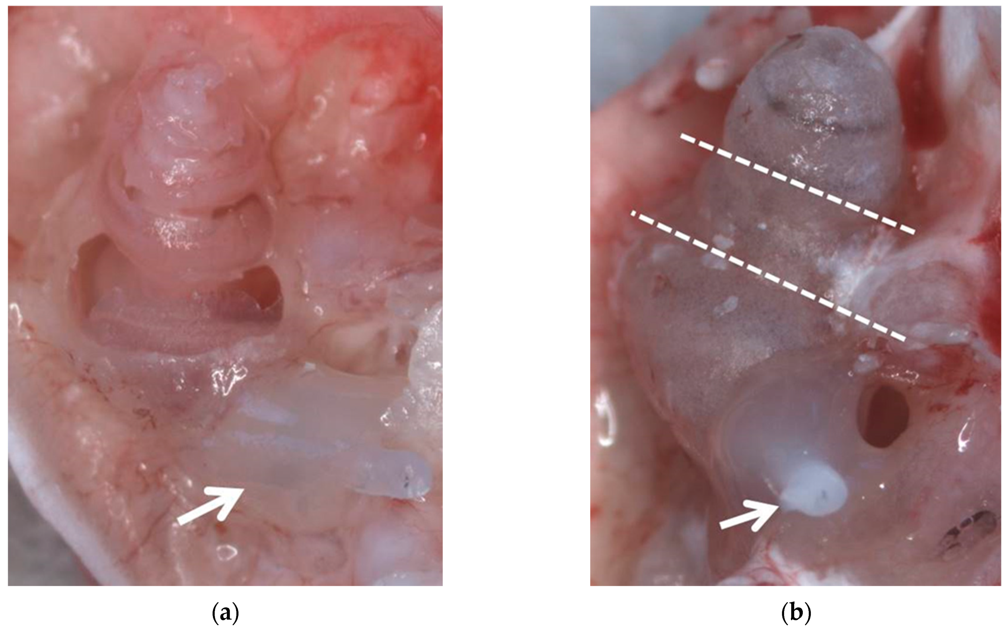 Life 11 00301 g001 Life 11 00301 g001