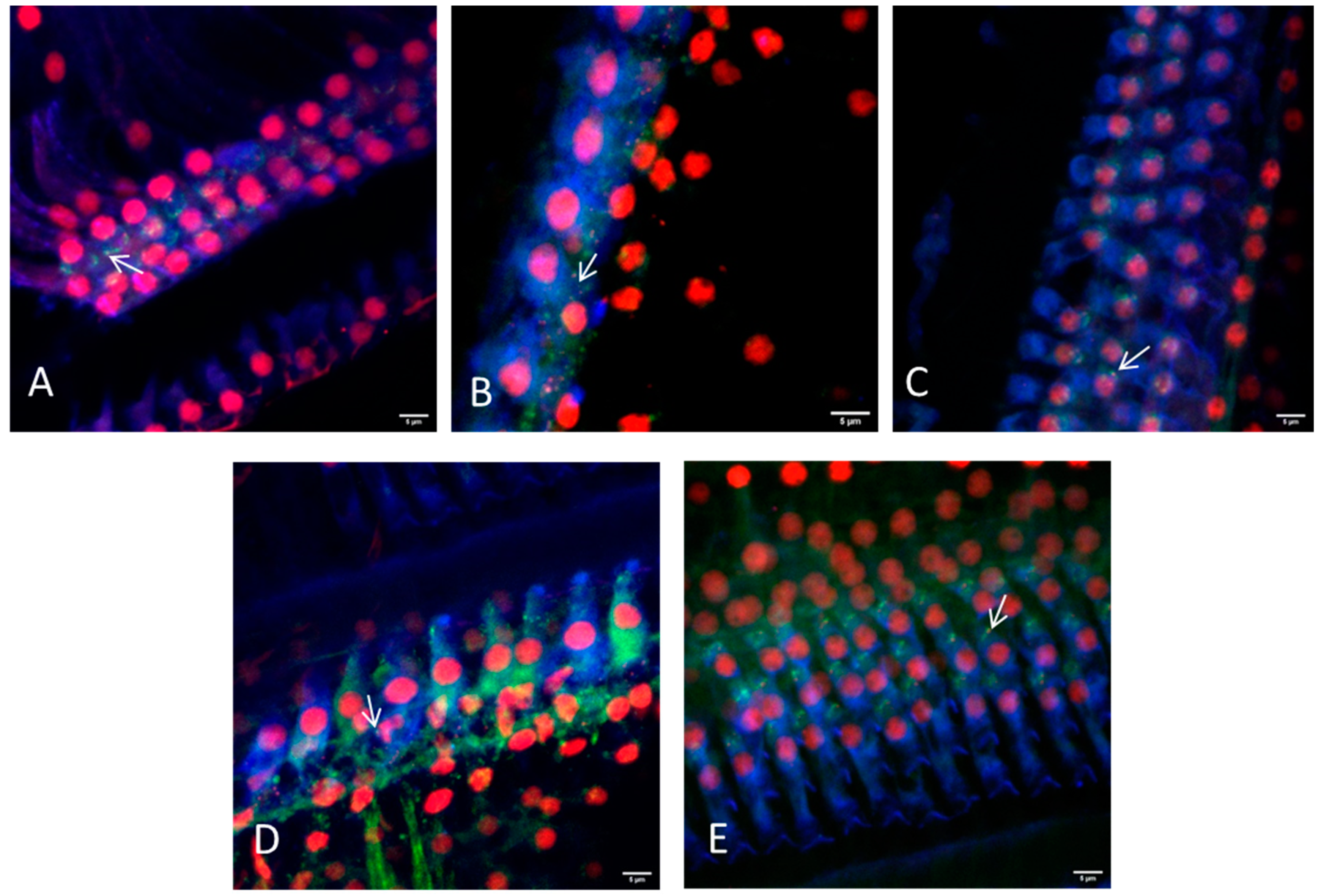 Life 11 00301 g005 Life 11 00301 g005