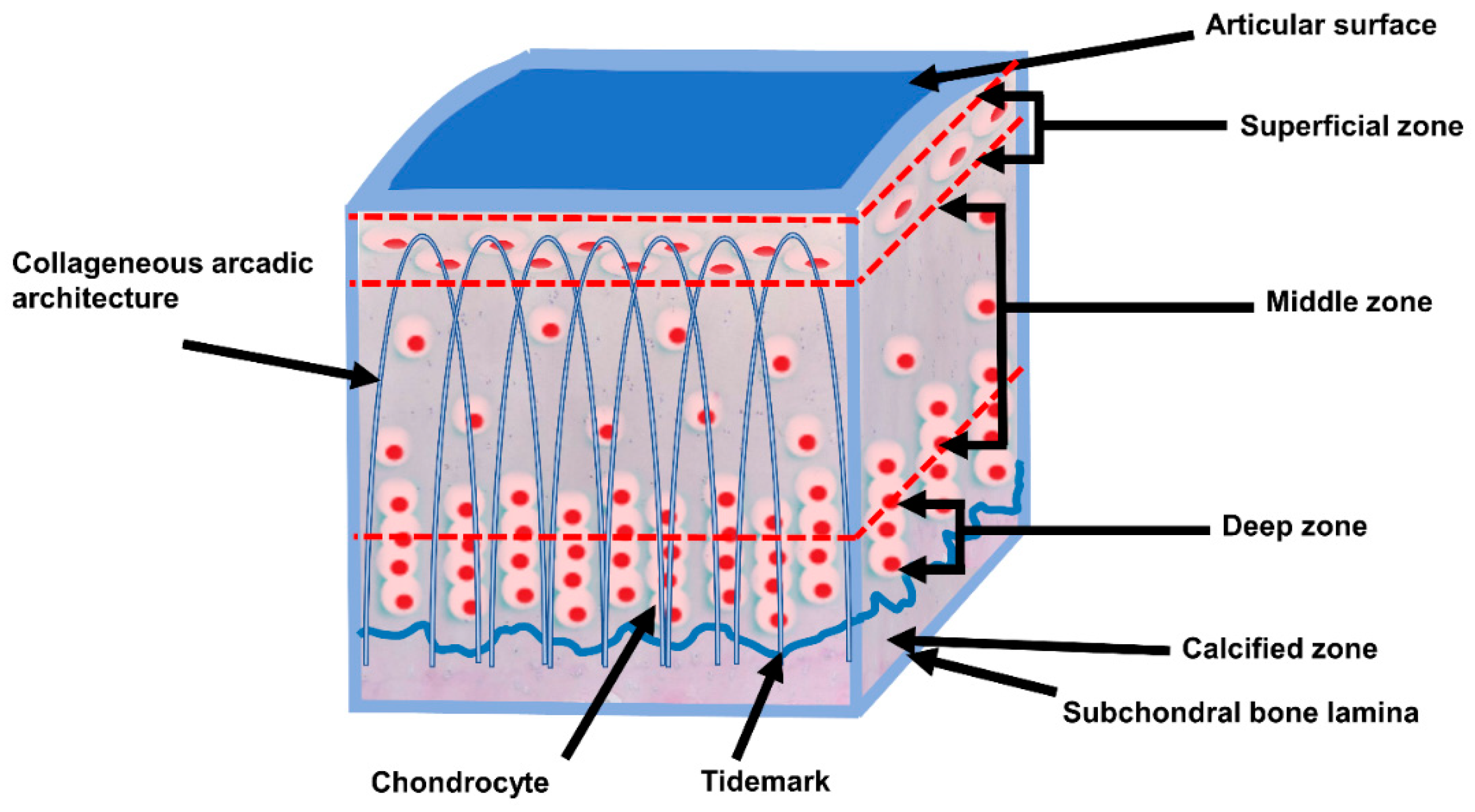 The Biomechanics of CartilageโAn Overview Biology Diagrams
