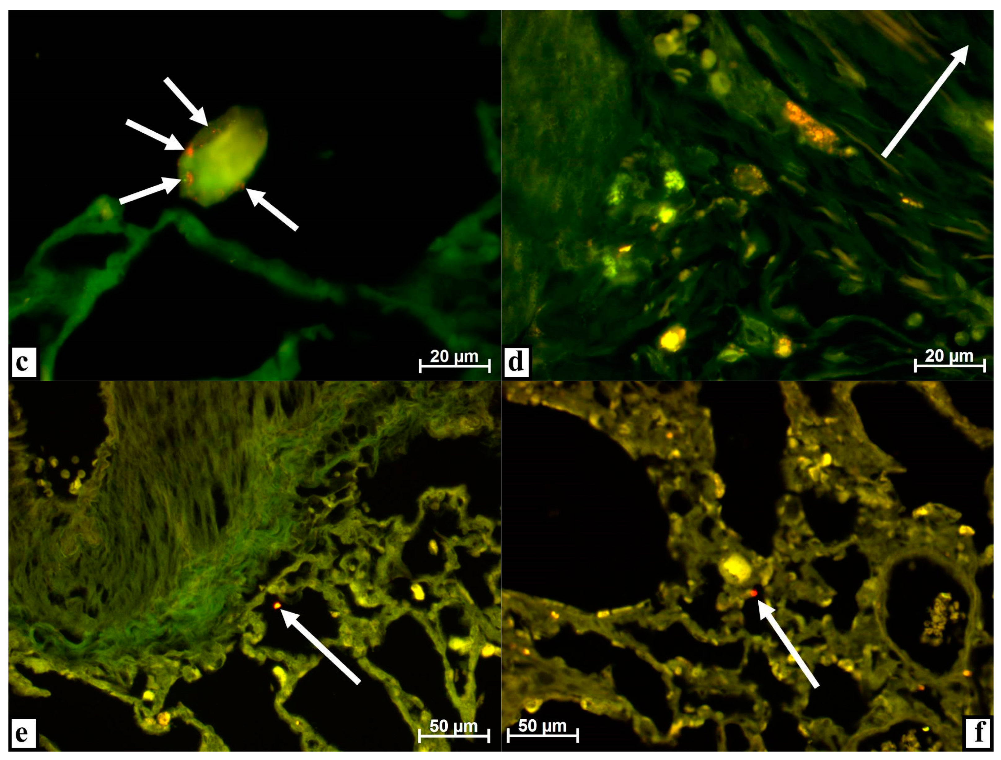 Life 11 00306 g001b Life 11 00306 g001b