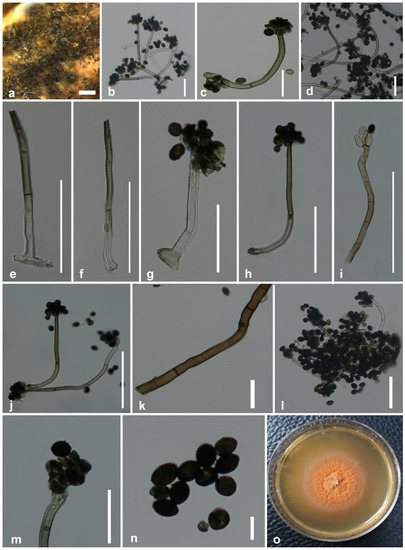 Stachybotrys Musae Stachybotrys musae sp. nov., S. microsporus, and Memnoniella levispora ...
