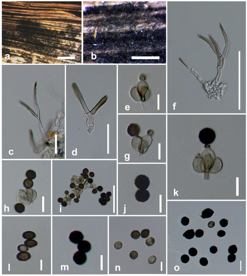 Stachybotrys Musae Stachybotrys musae sp. nov., S. microsporus, and Memnoniella levispora ...