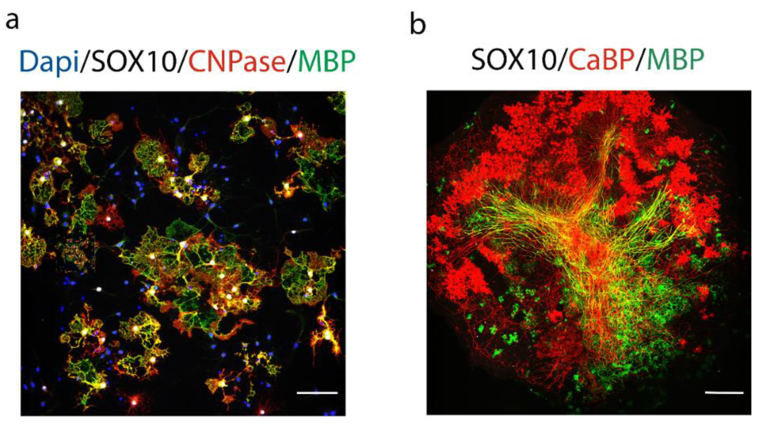 Life 11 00327 g002 Life 11 00327 g002