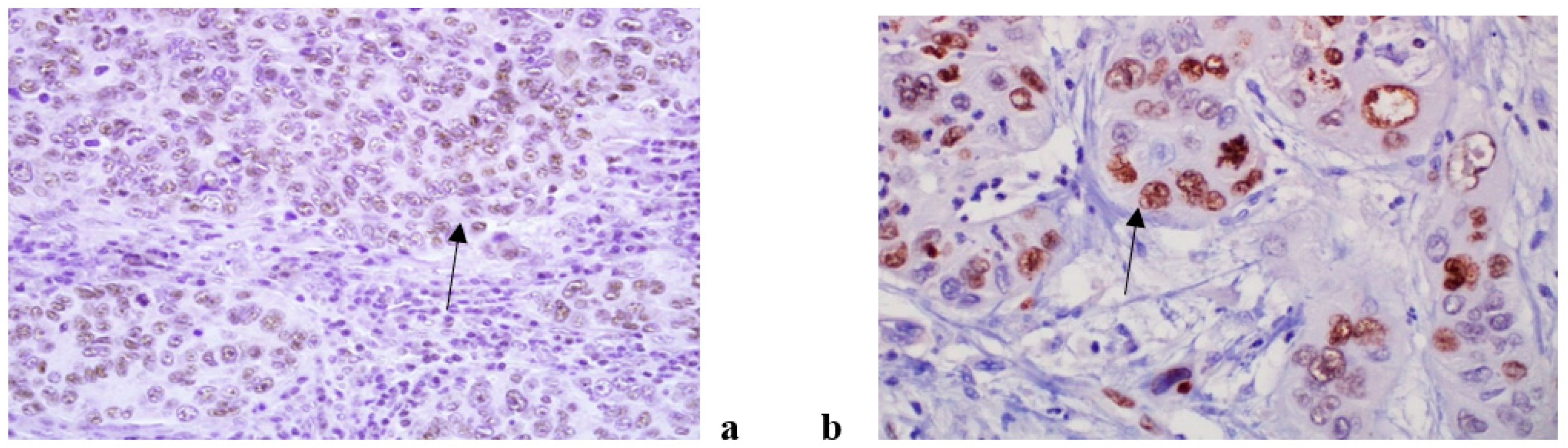 Life 11 00336 g003 Life 11 00336 g003