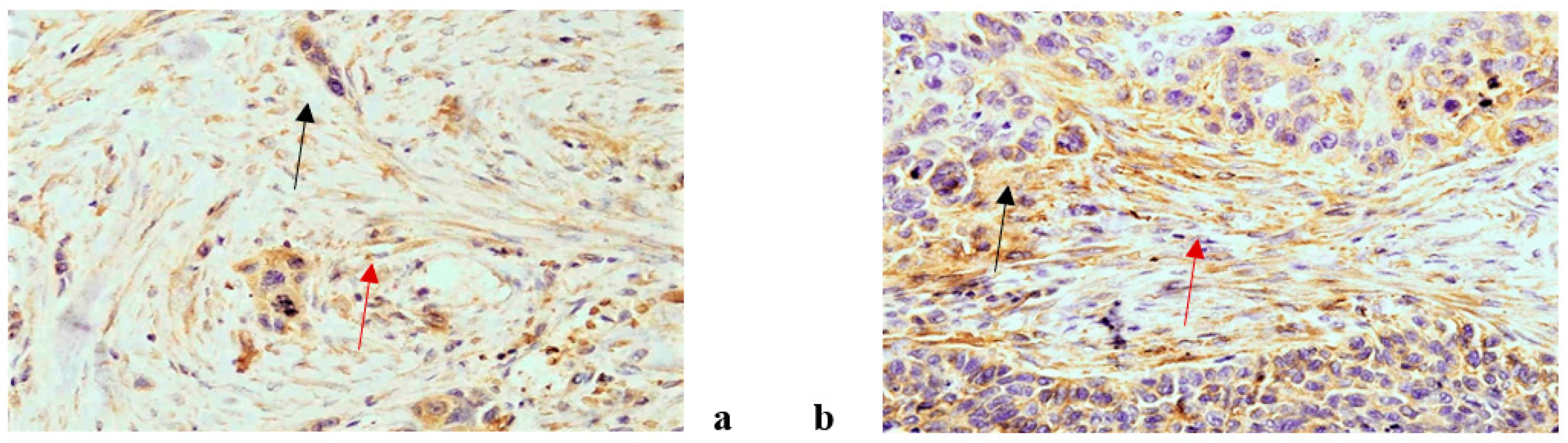 Life 11 00336 g005 Life 11 00336 g005