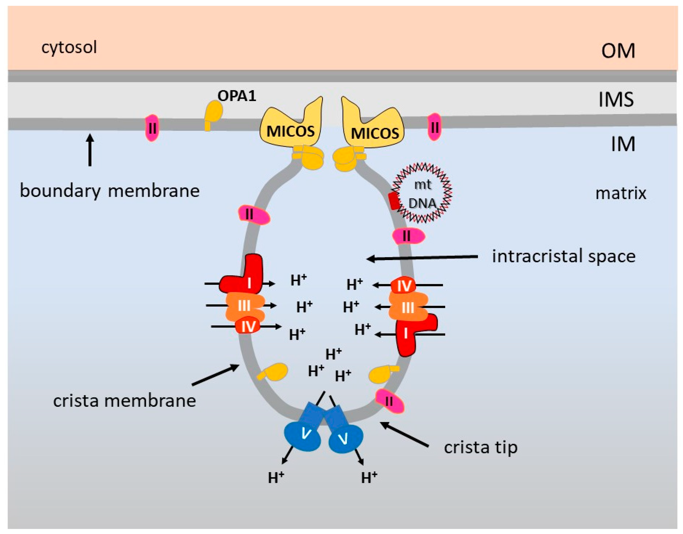 Life 11 00351 g001 Life 11 00351 g001