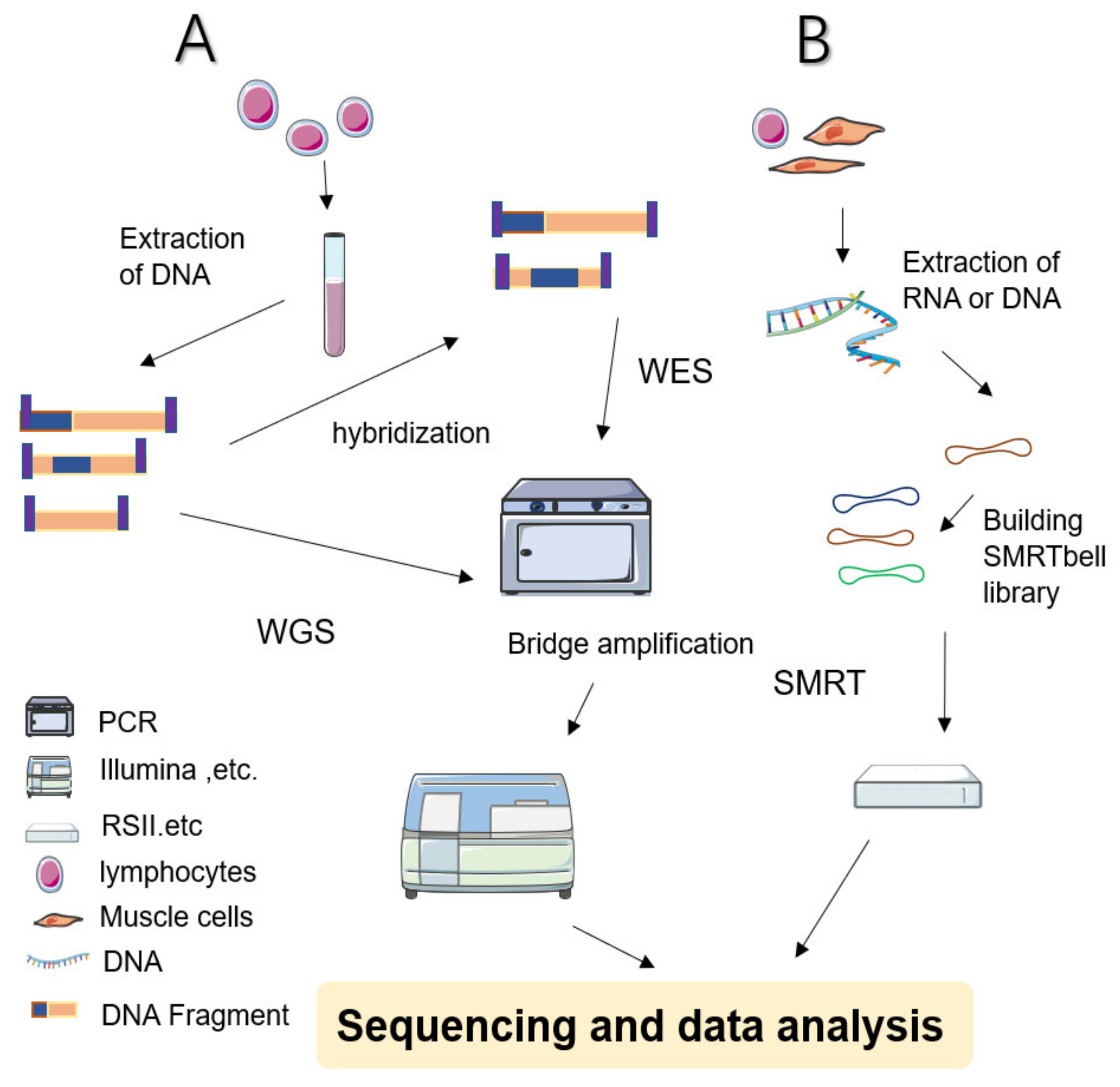 Life Free Full-Text | Next-Generation Sequencing and Neurogenetic