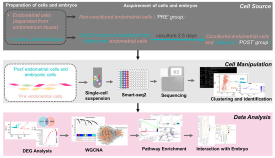 Activation of Blood Vessel Development in Endometrial