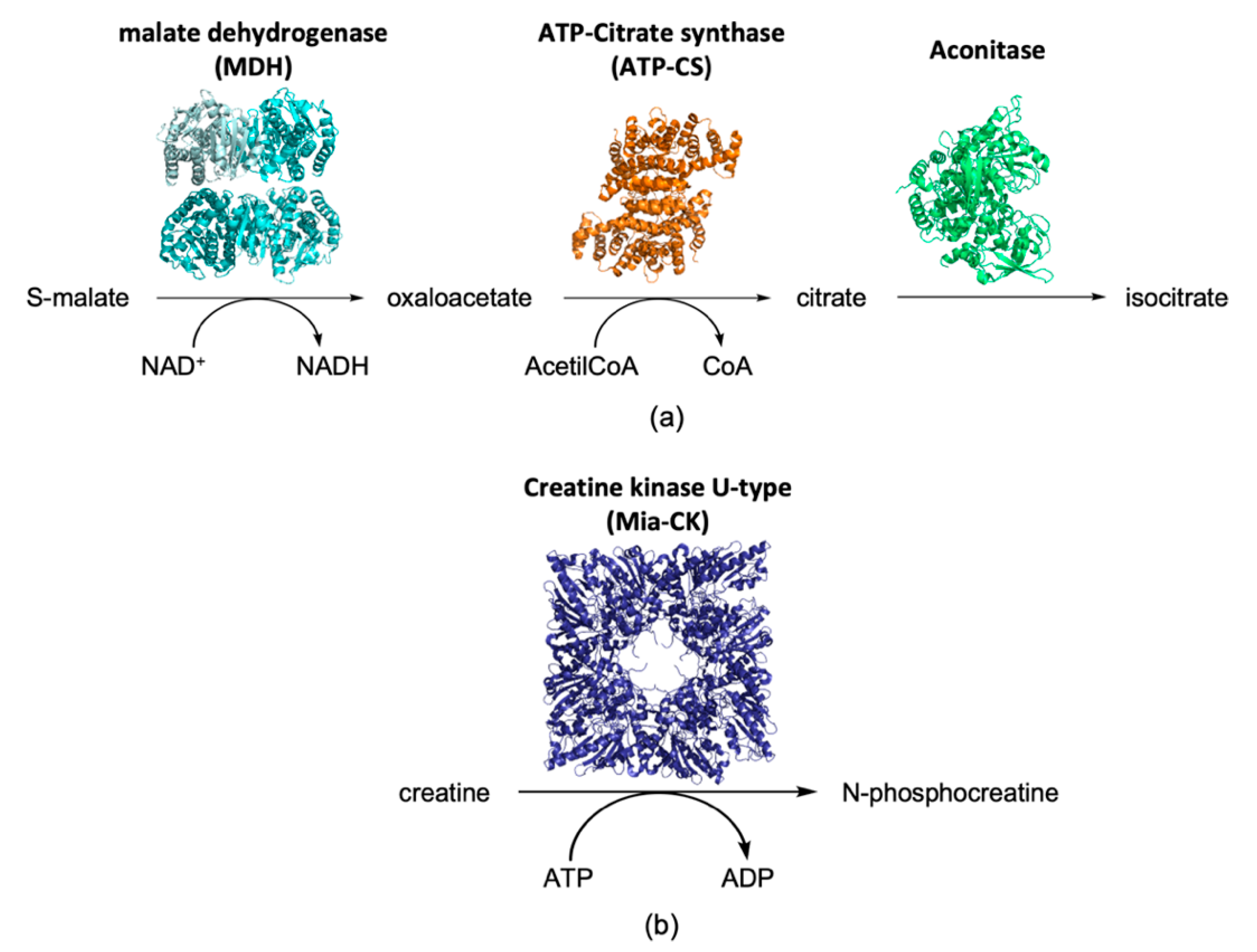 Life 11 00386 g004 Life 11 00386 g004