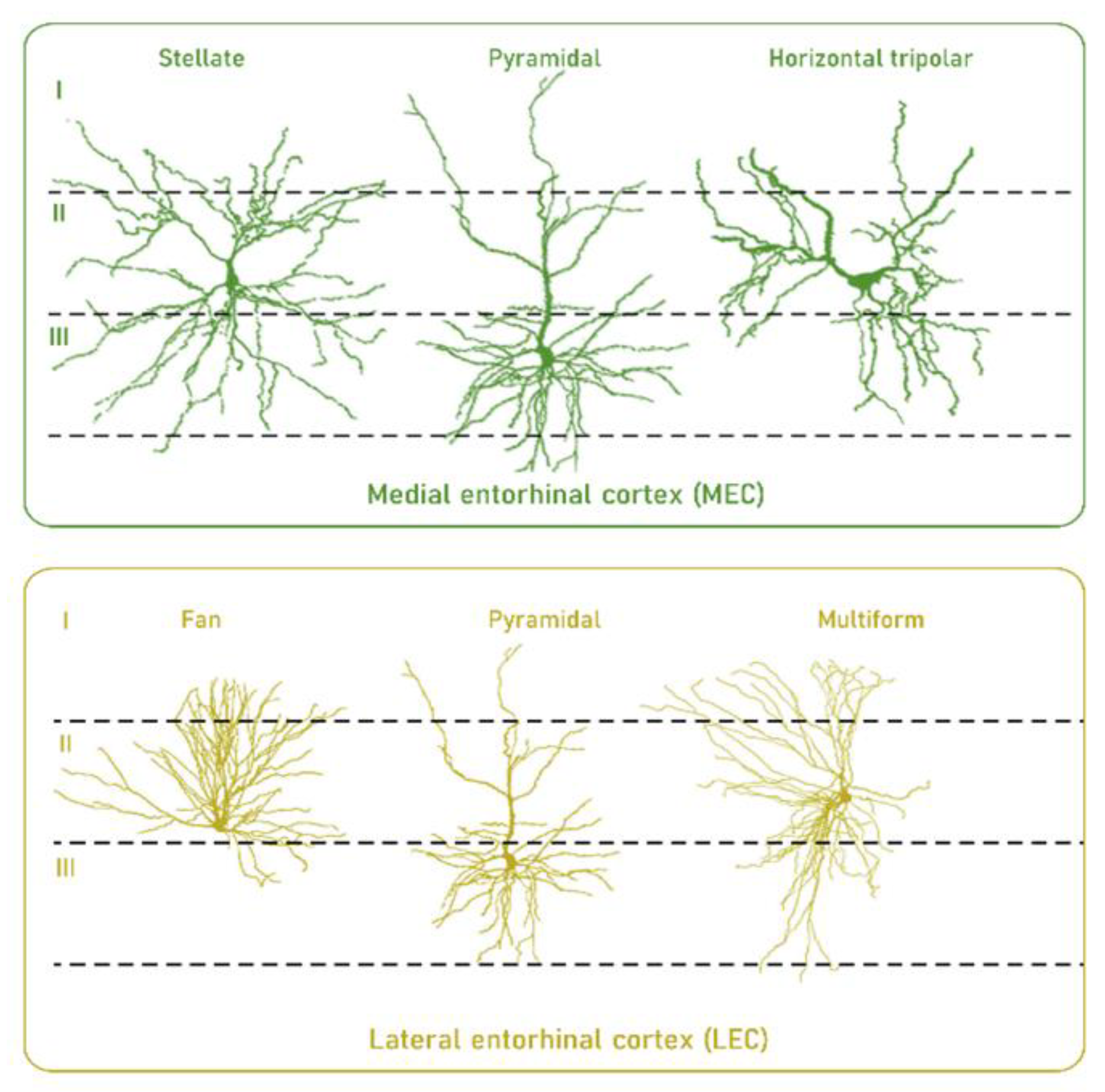 Life 11 00388 g002 Life 11 00388 g002