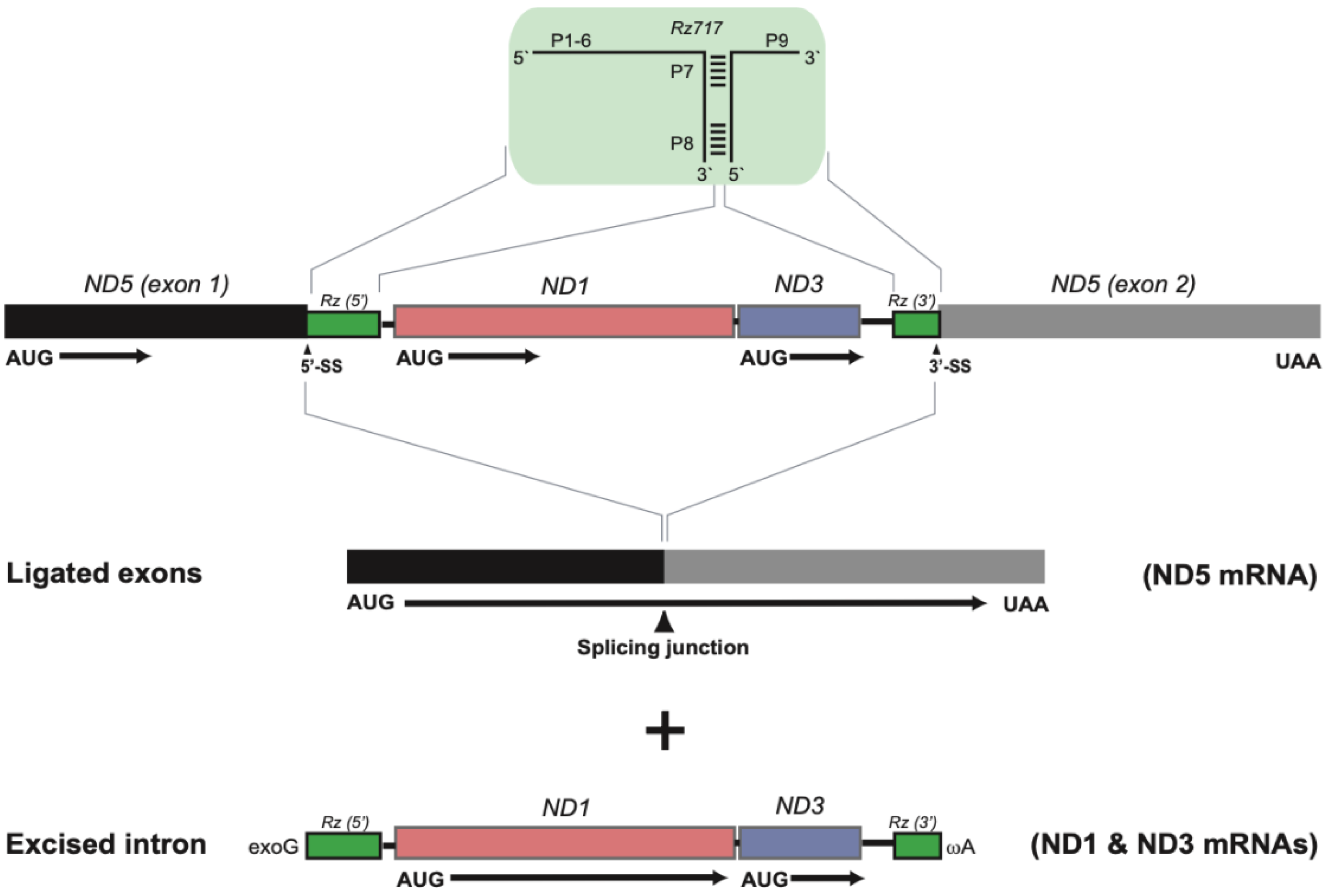 Life 11 00402 g003 Life 11 00402 g003