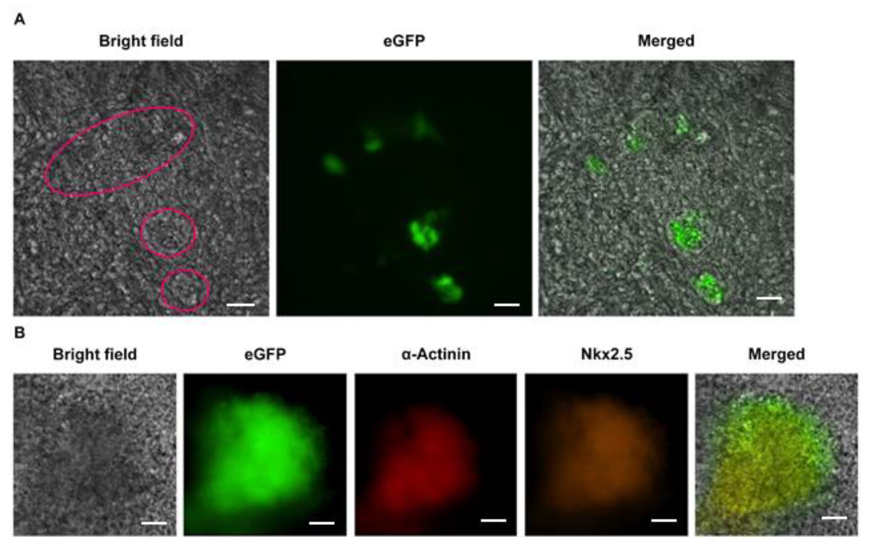 Life 11 00422 g002 Life 11 00422 g002