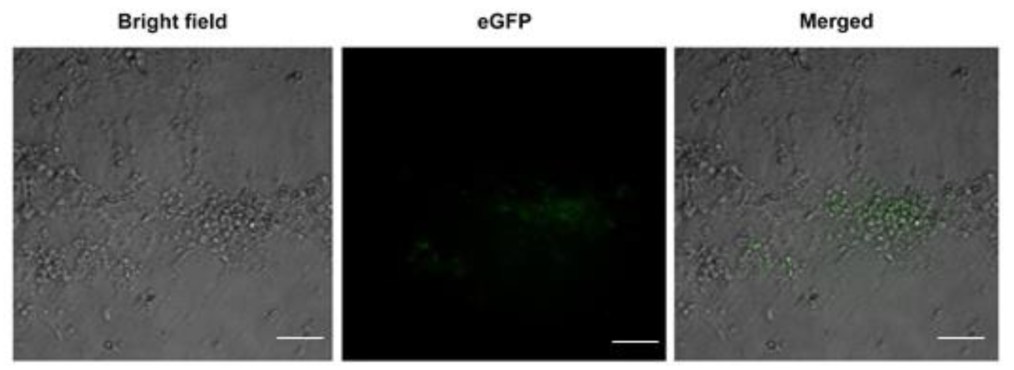 Life 11 00422 g003 Life 11 00422 g003