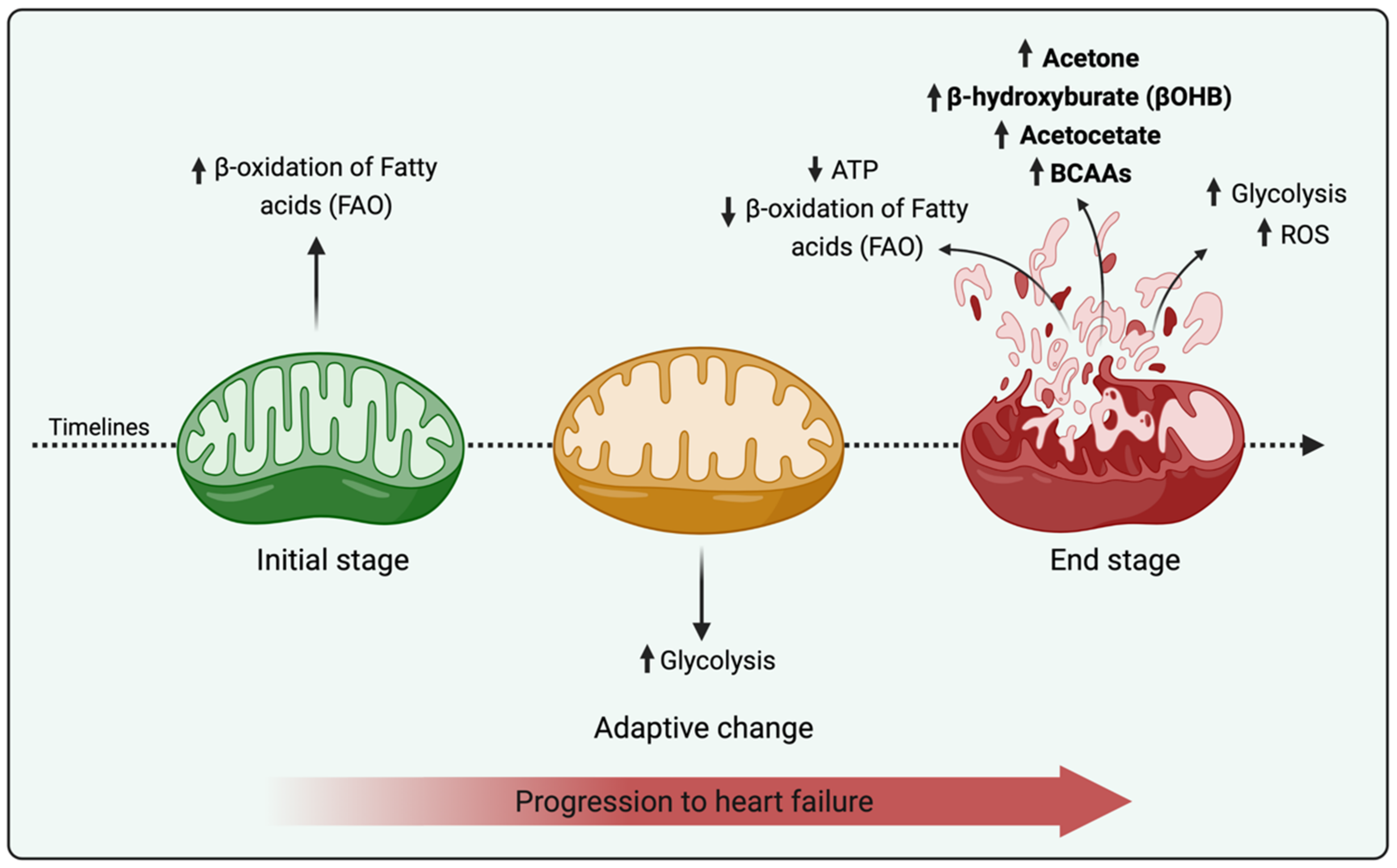 Life Free FullText Mitochondrial Bioenergetics and Dynamism in the Failing Heart