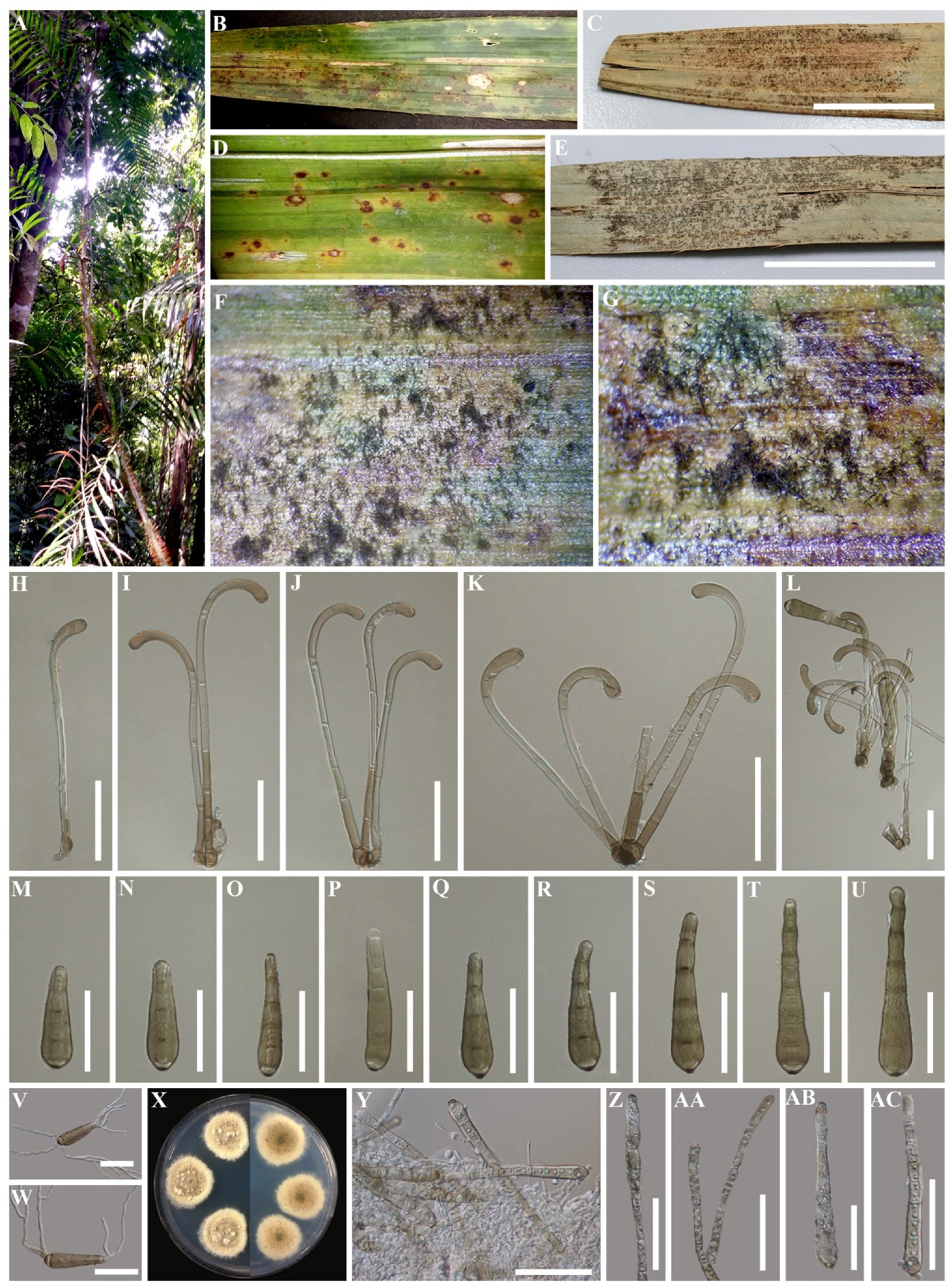 Life 11 00454 g003 Life 11 00454 g003