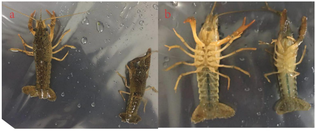 Life 11 00480 g001 Life 11 00480 g001