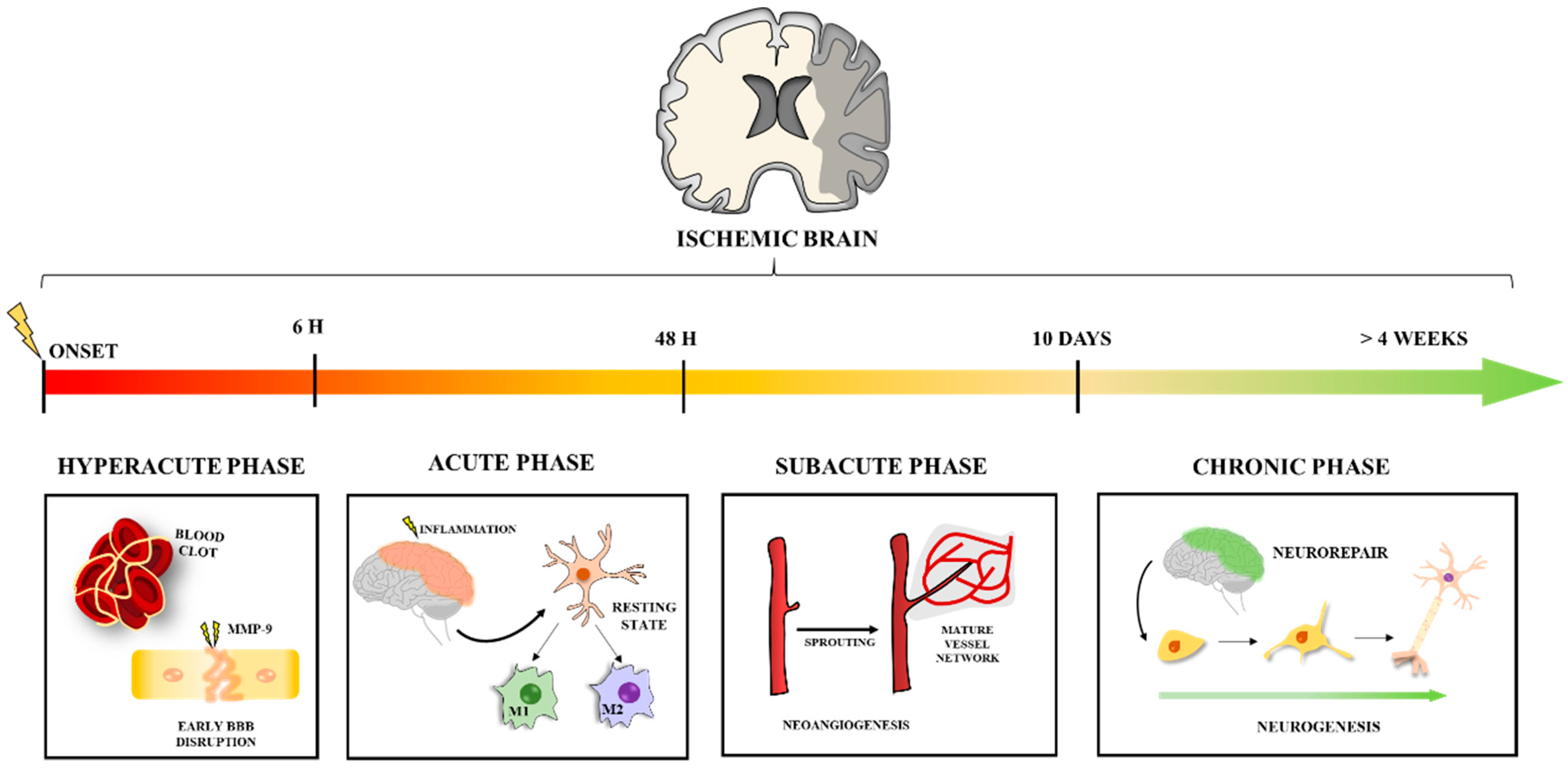 Life Free Full Text Therapeutic Nanoparticles For The Different