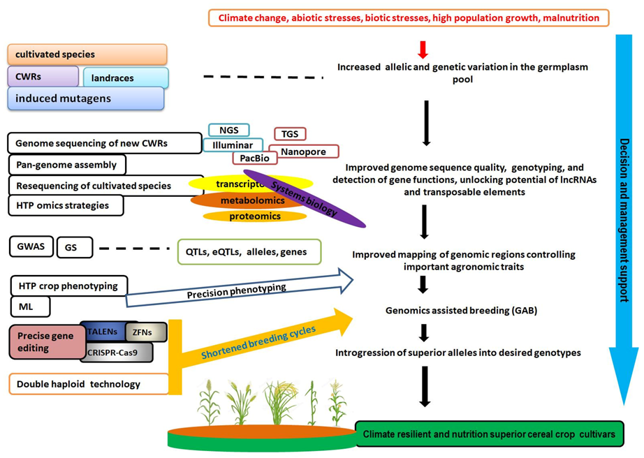 Life Free FullText Advances in Cereal Crop Genomics for Resilience