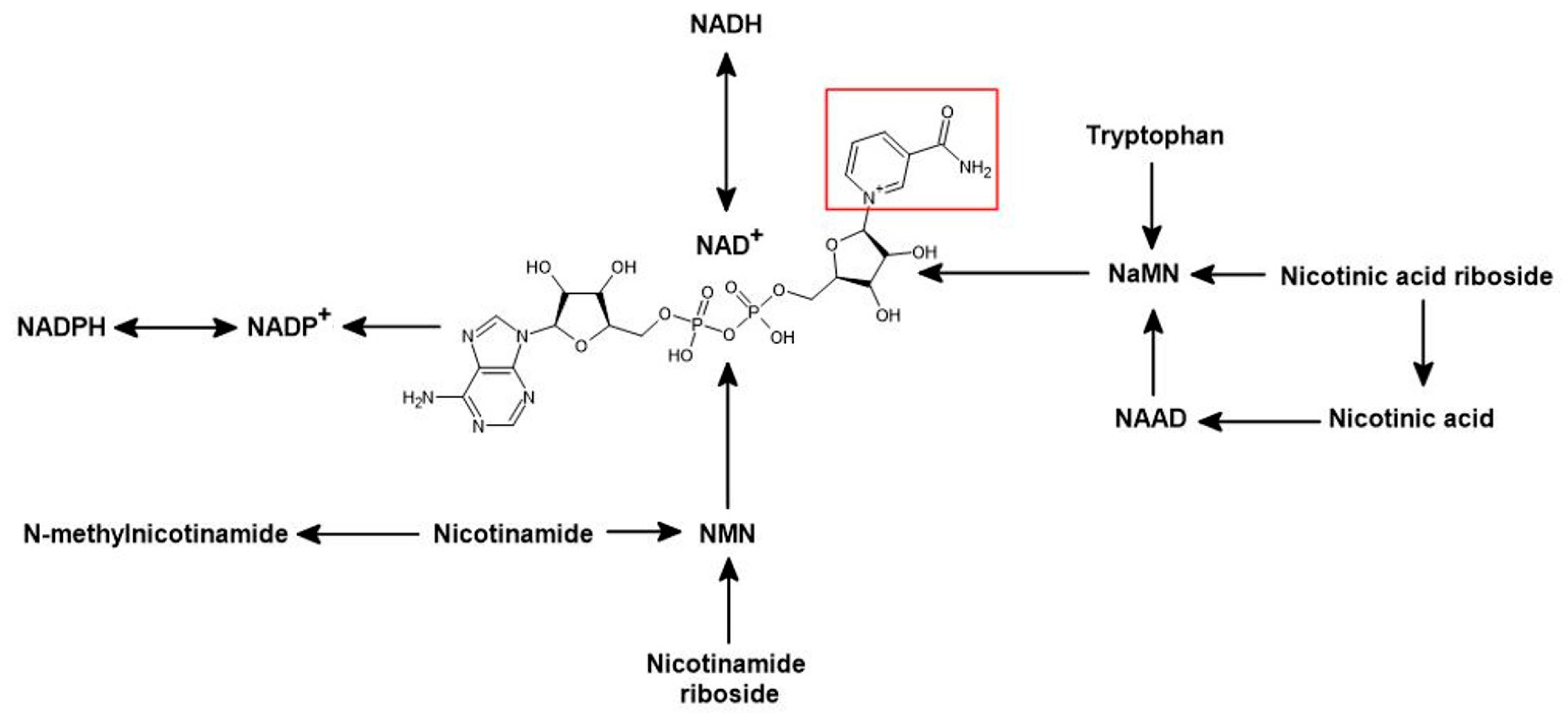 Life 11 00512 g001 Life 11 00512 g001