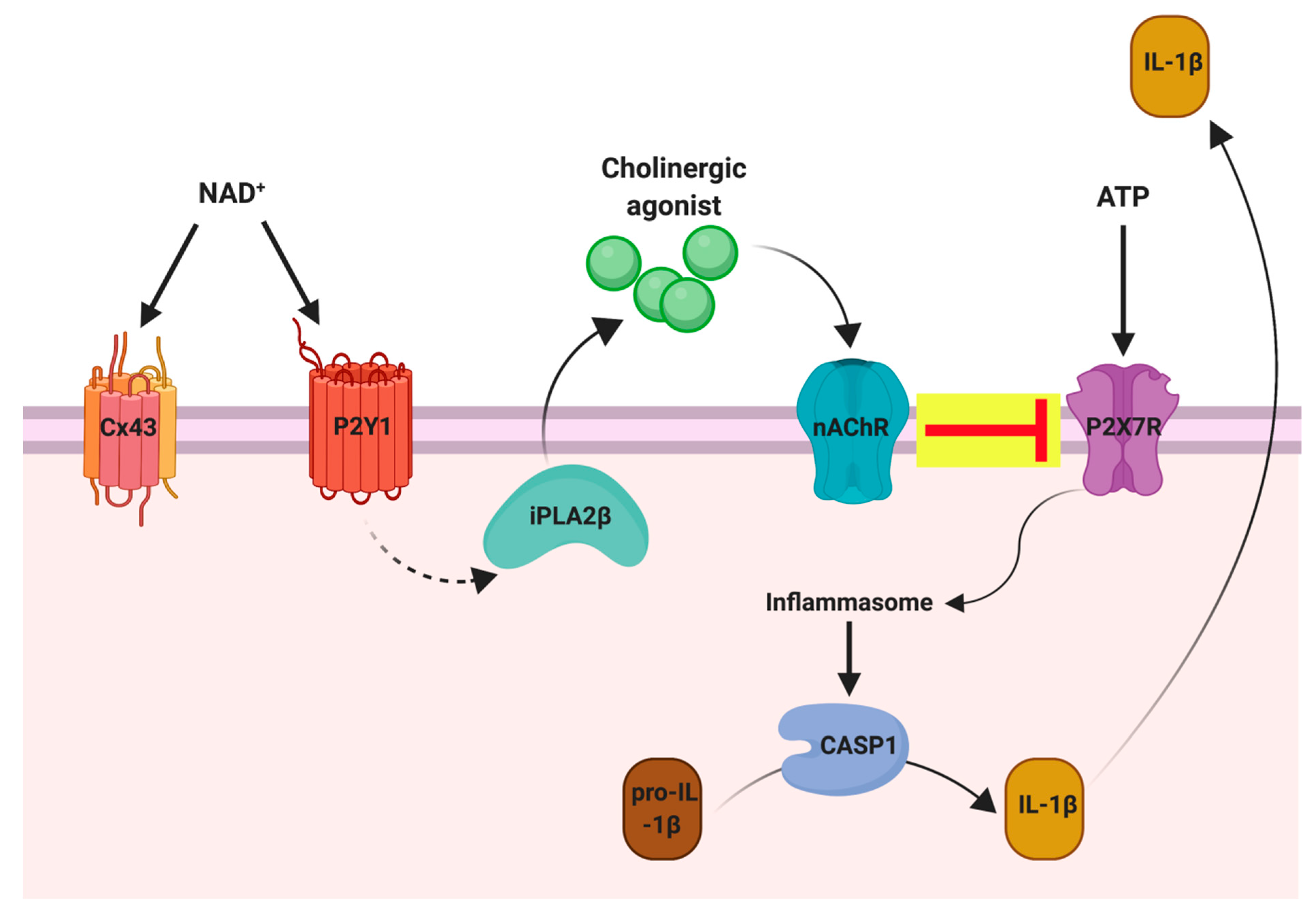 Life 11 00512 g002 Life 11 00512 g002