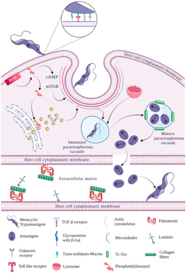 An Updated View of the Trypanosoma cruzi Life Cycle: Intervention Points  for an Effective Treatment