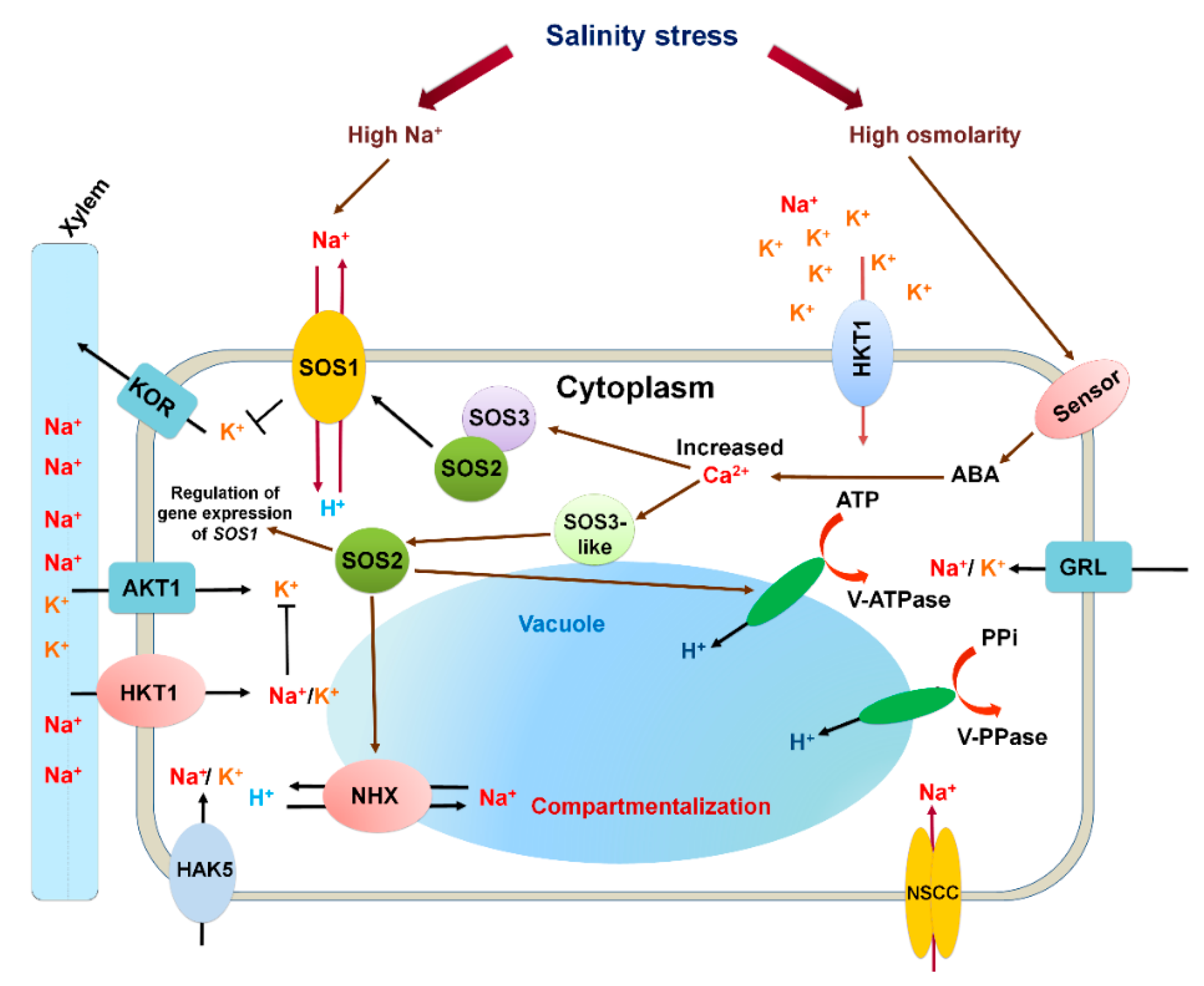 Life 11 00545 g002 Life 11 00545 g002
