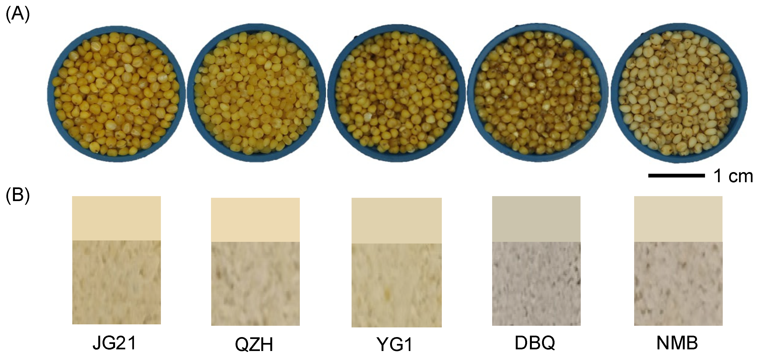 Life 11 00578 g001 Life 11 00578 g001