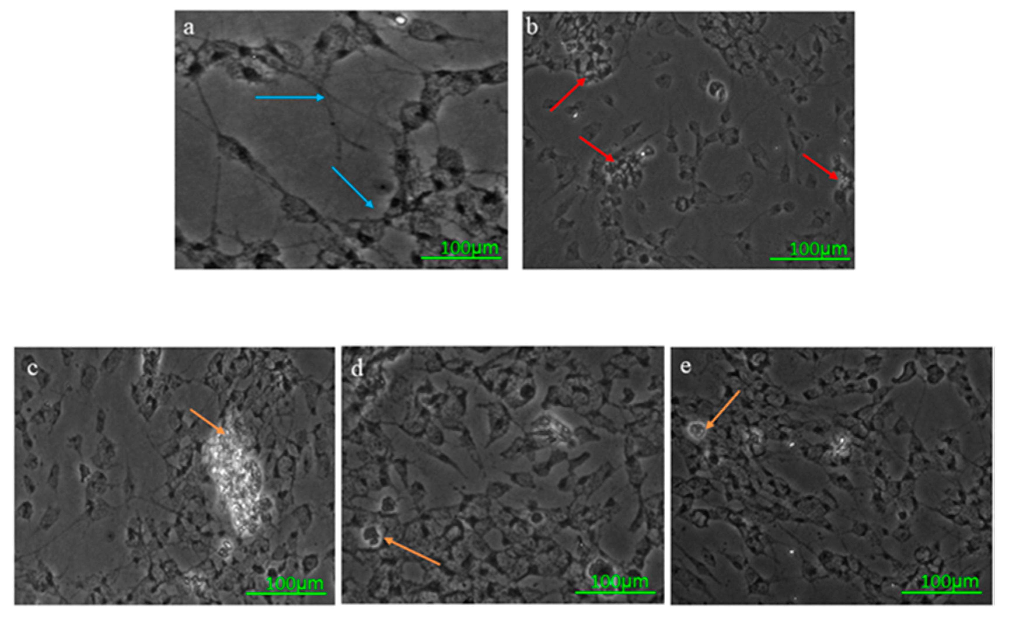 Life 11 00585 g004 Life 11 00585 g004