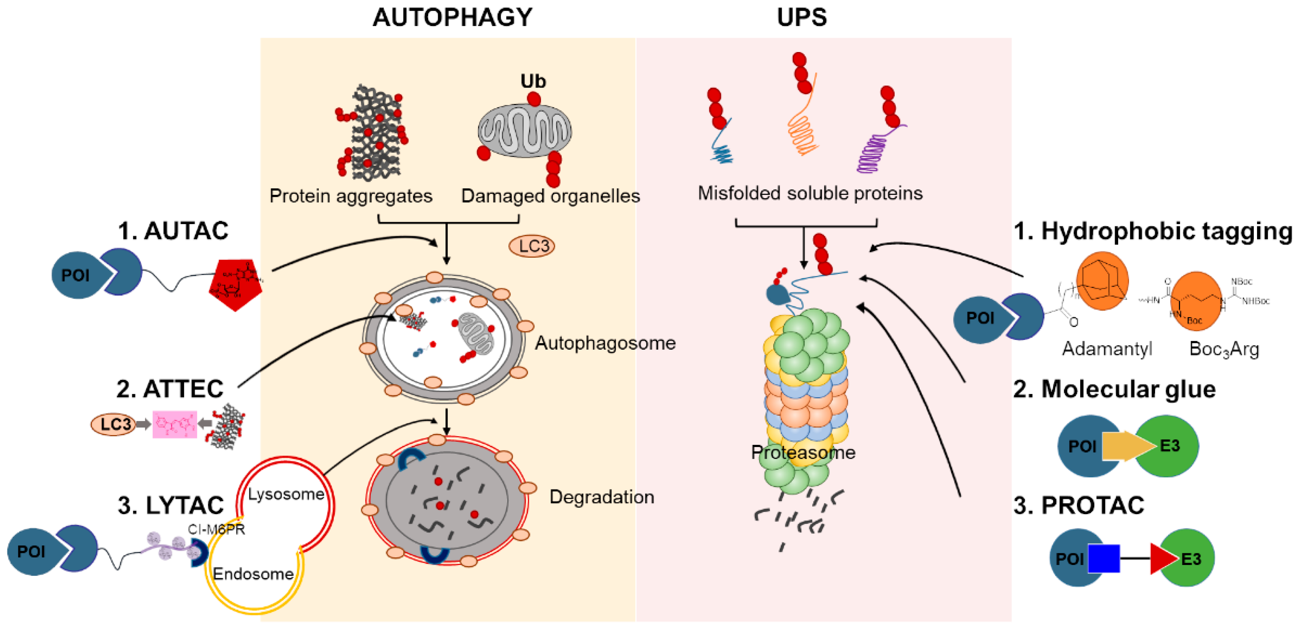 Life Free FullText ChemicalMediated Targeted Protein Degradation