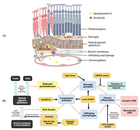 Life Free Full Text Interactions Between Apolipoprotein E Metabolism And Retinal Inflammation In Age Related Macular Degeneration Html Life Free Full Text Interactions Between Apolipoprotein E Metabolism And Retinal Inflammation In Age Related Macular Degeneration Html