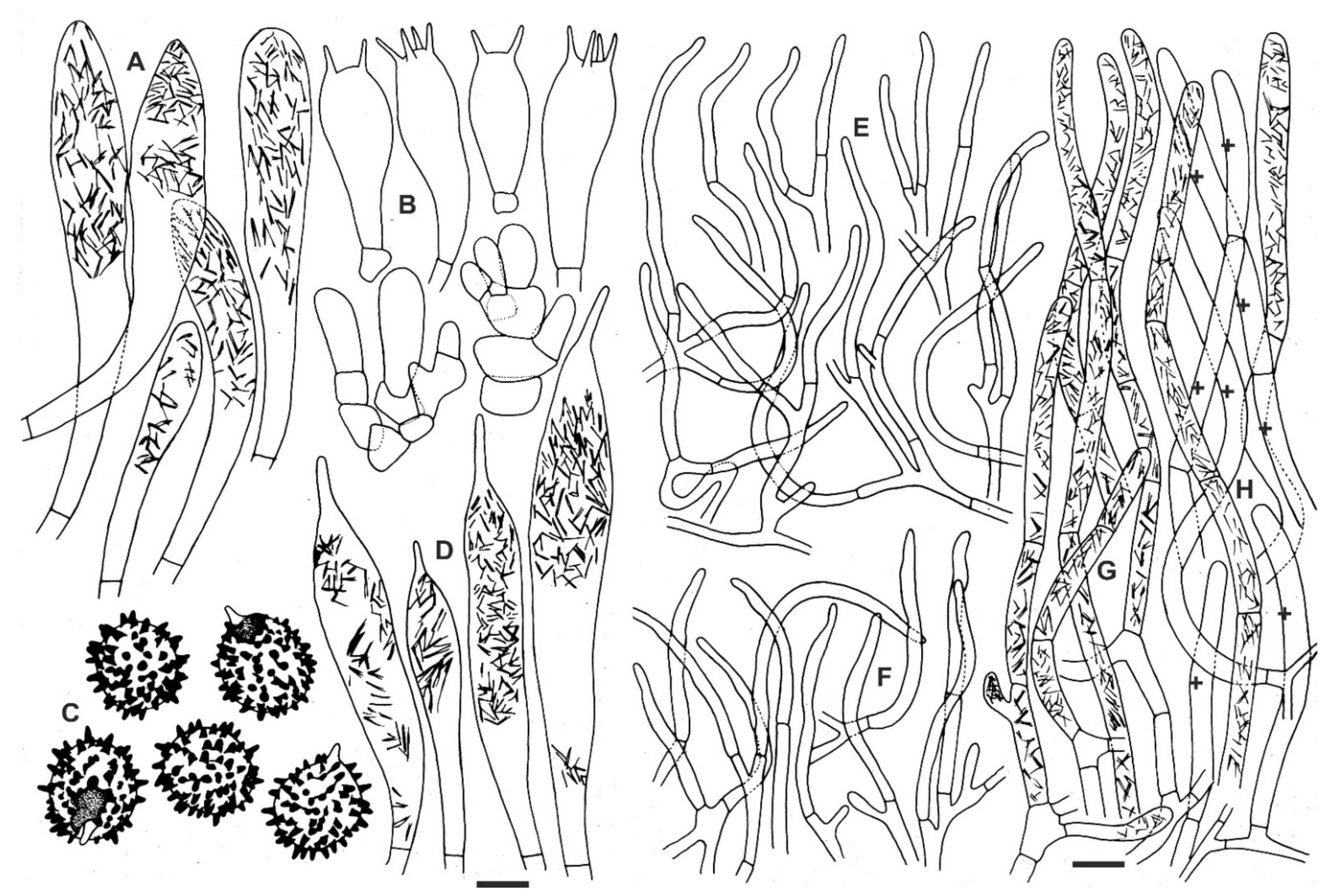 Life 11 00662 g005 Life 11 00662 g005