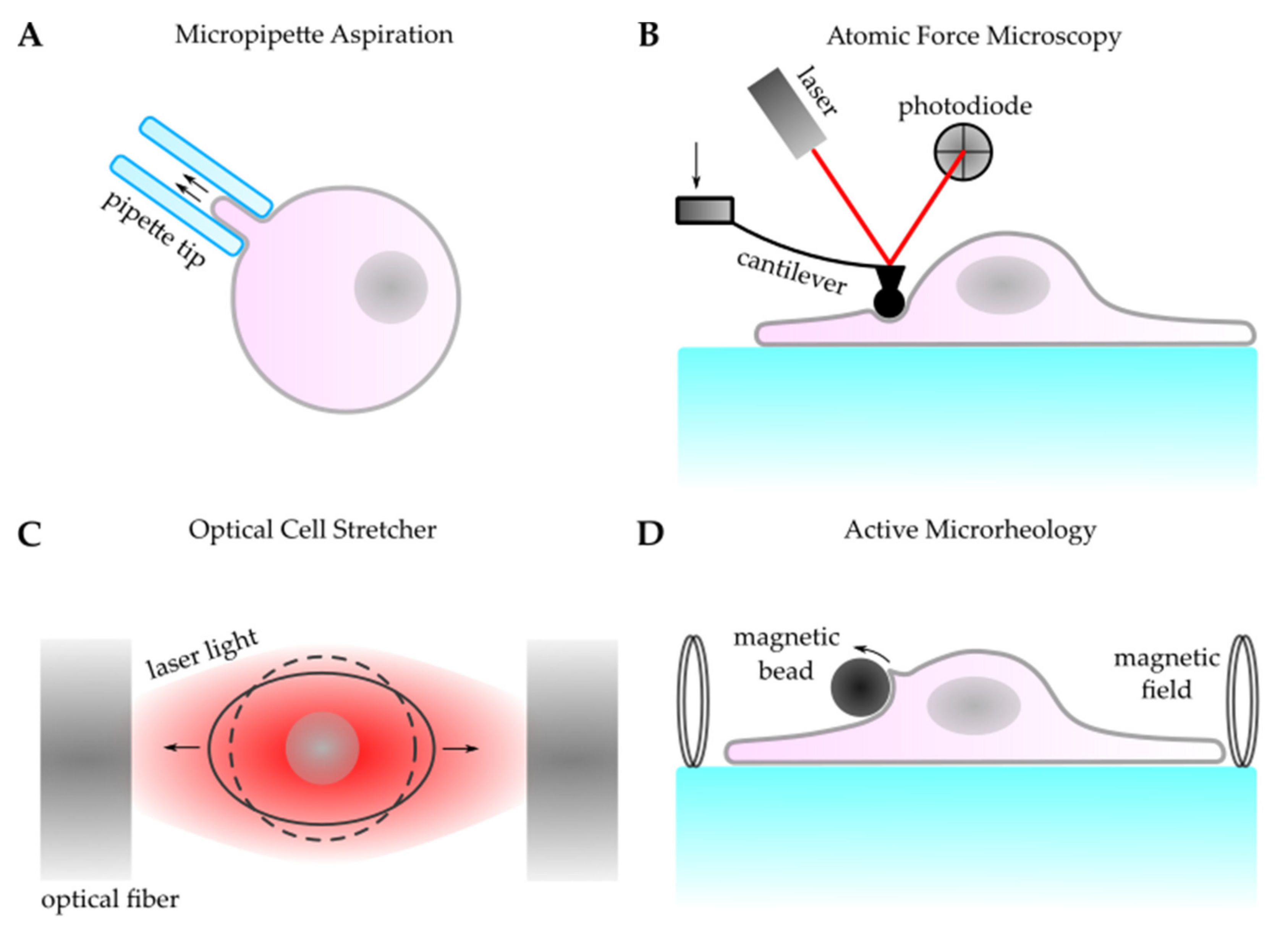 Life 11 00691 g002 Life 11 00691 g002