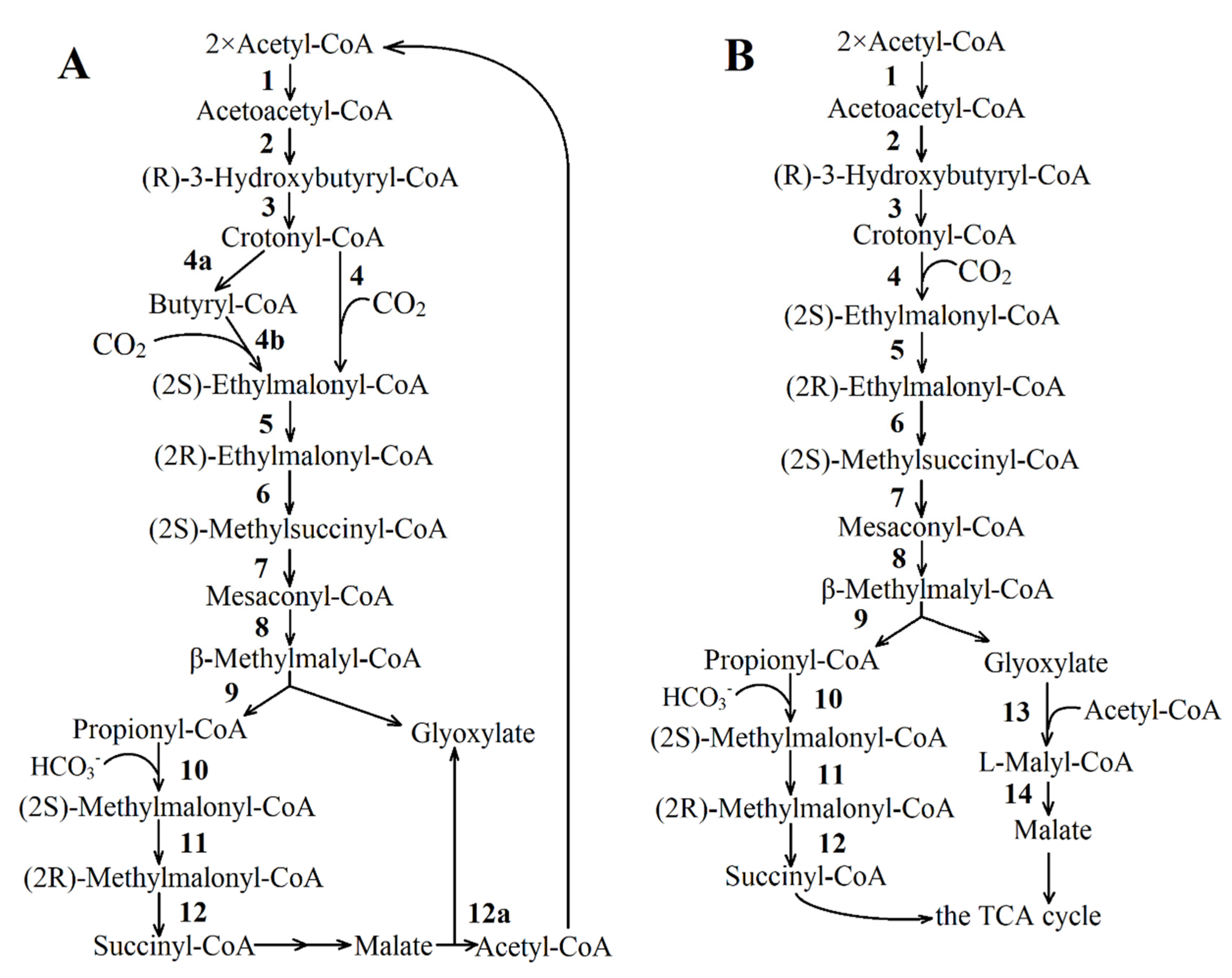 Life 11 00711 g003 Life 11 00711 g003