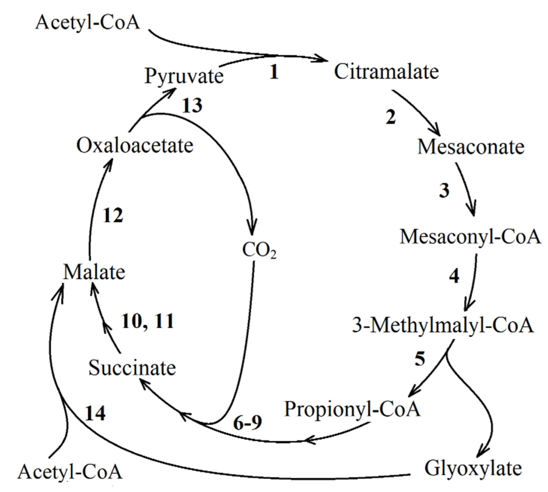 Life 11 00711 g005 Life 11 00711 g005