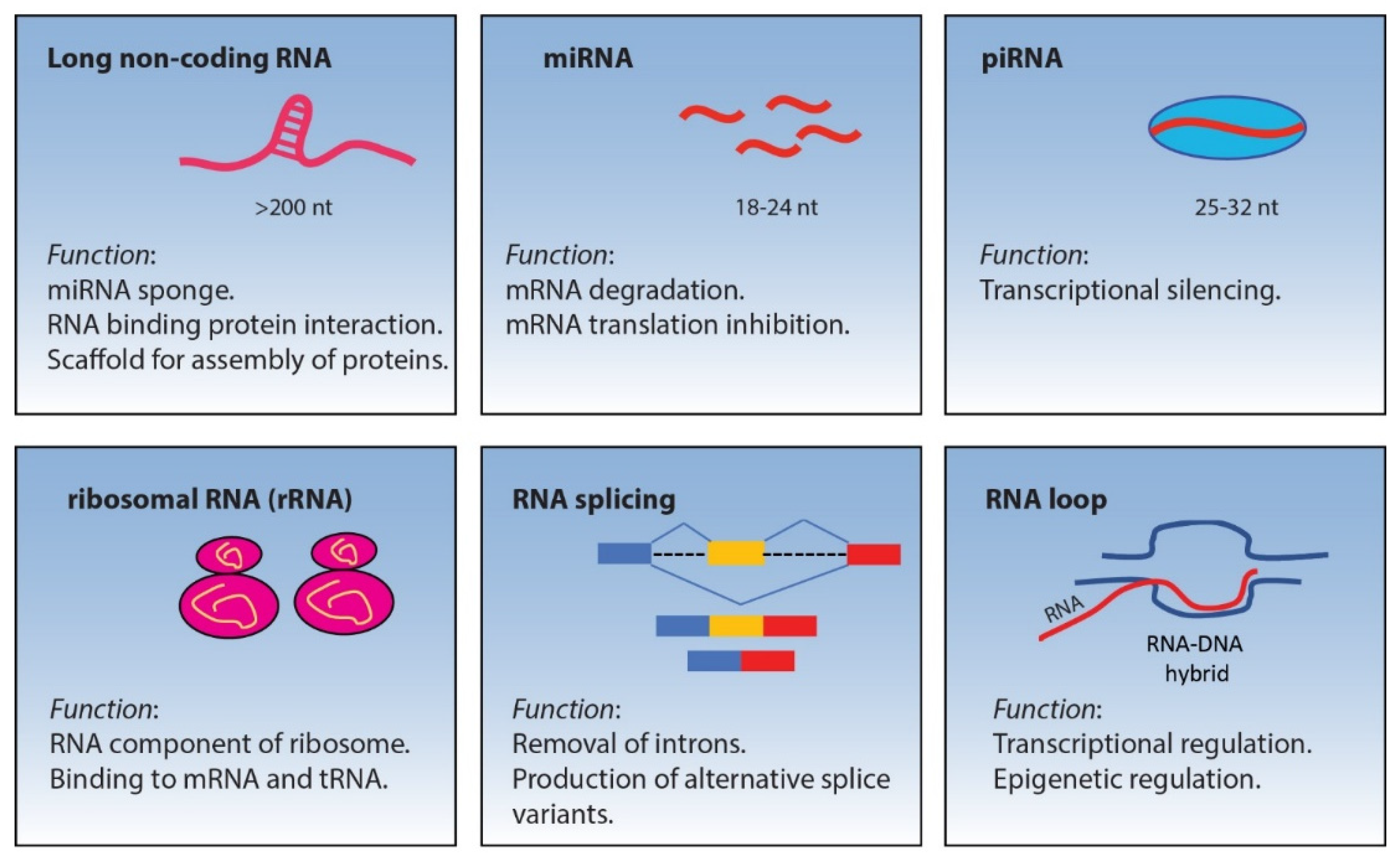PDF) Mining Functional Elements in Messenger RNAs: Overview, Challenges,  and Perspectives