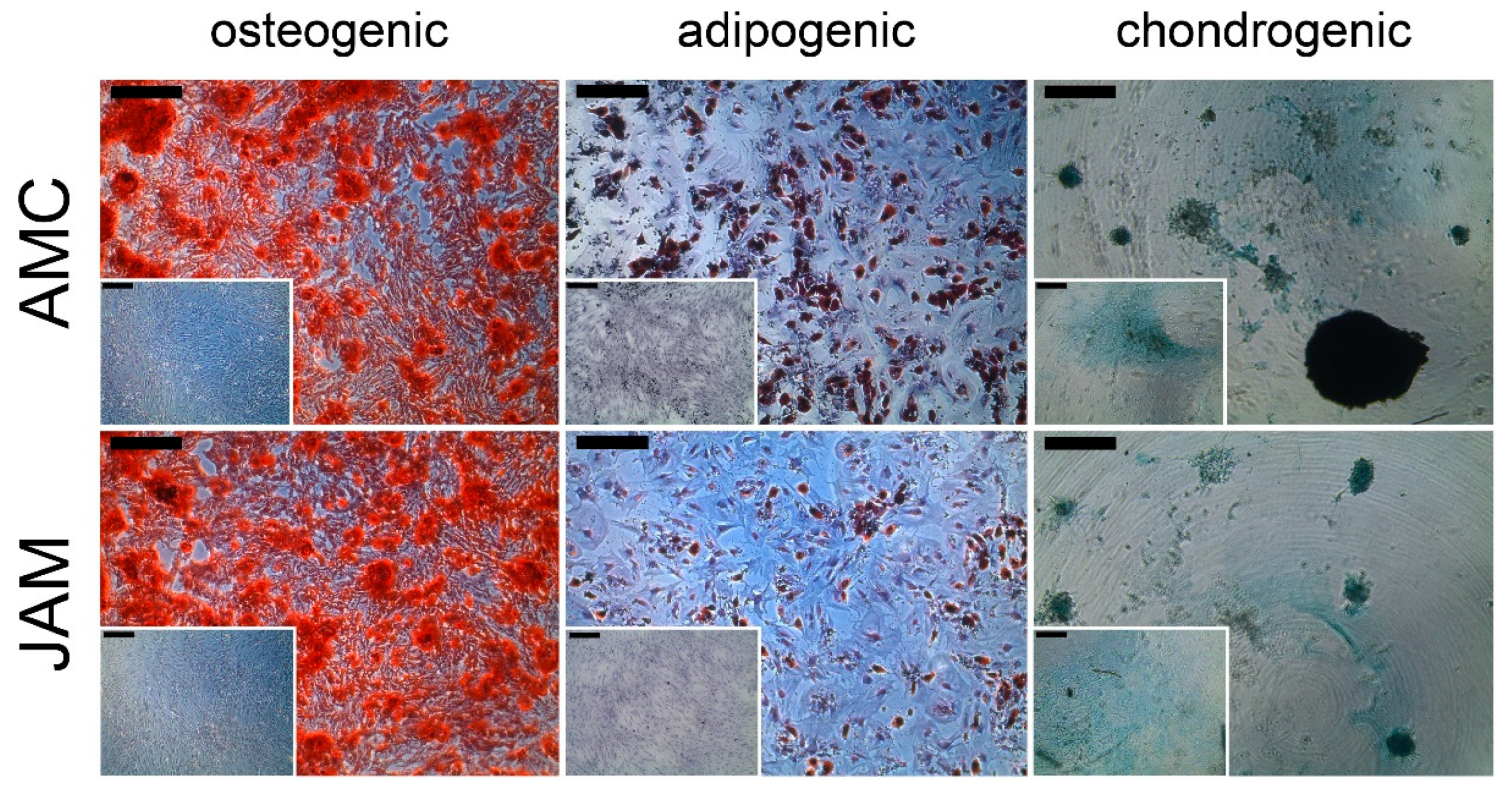 Life 11 00748 g004 550