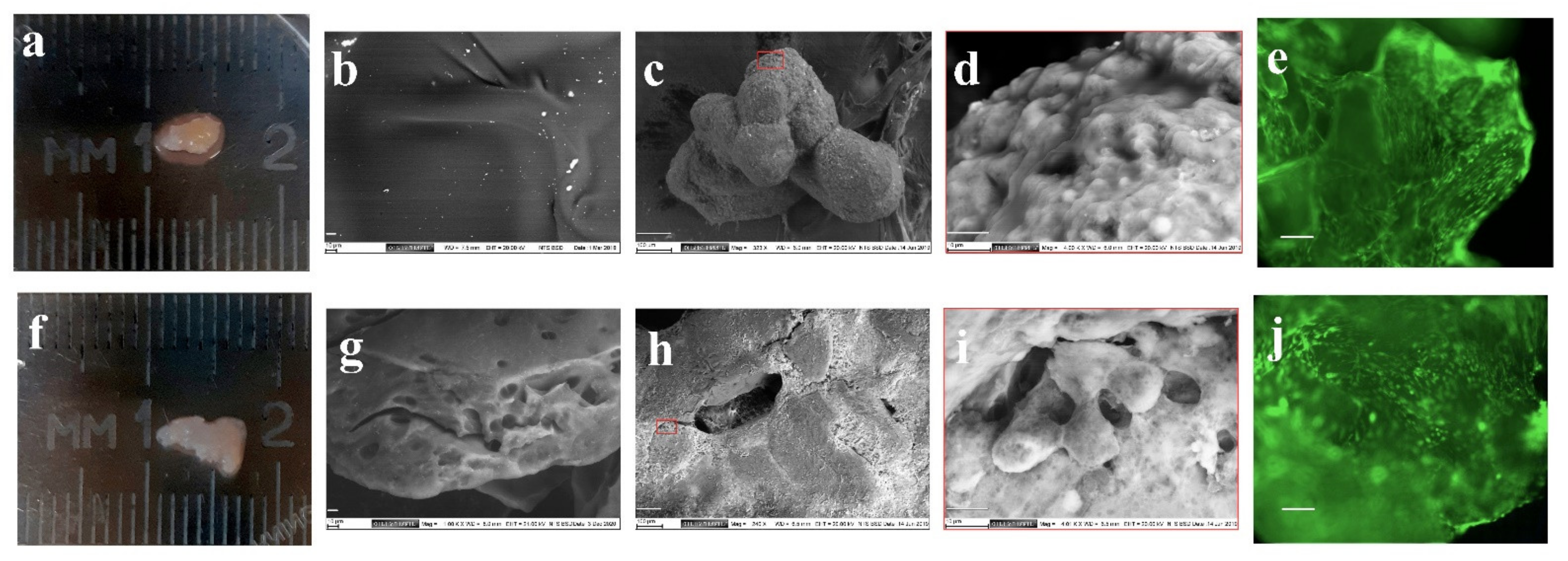 Life 11 00756 g001 Life 11 00756 g001