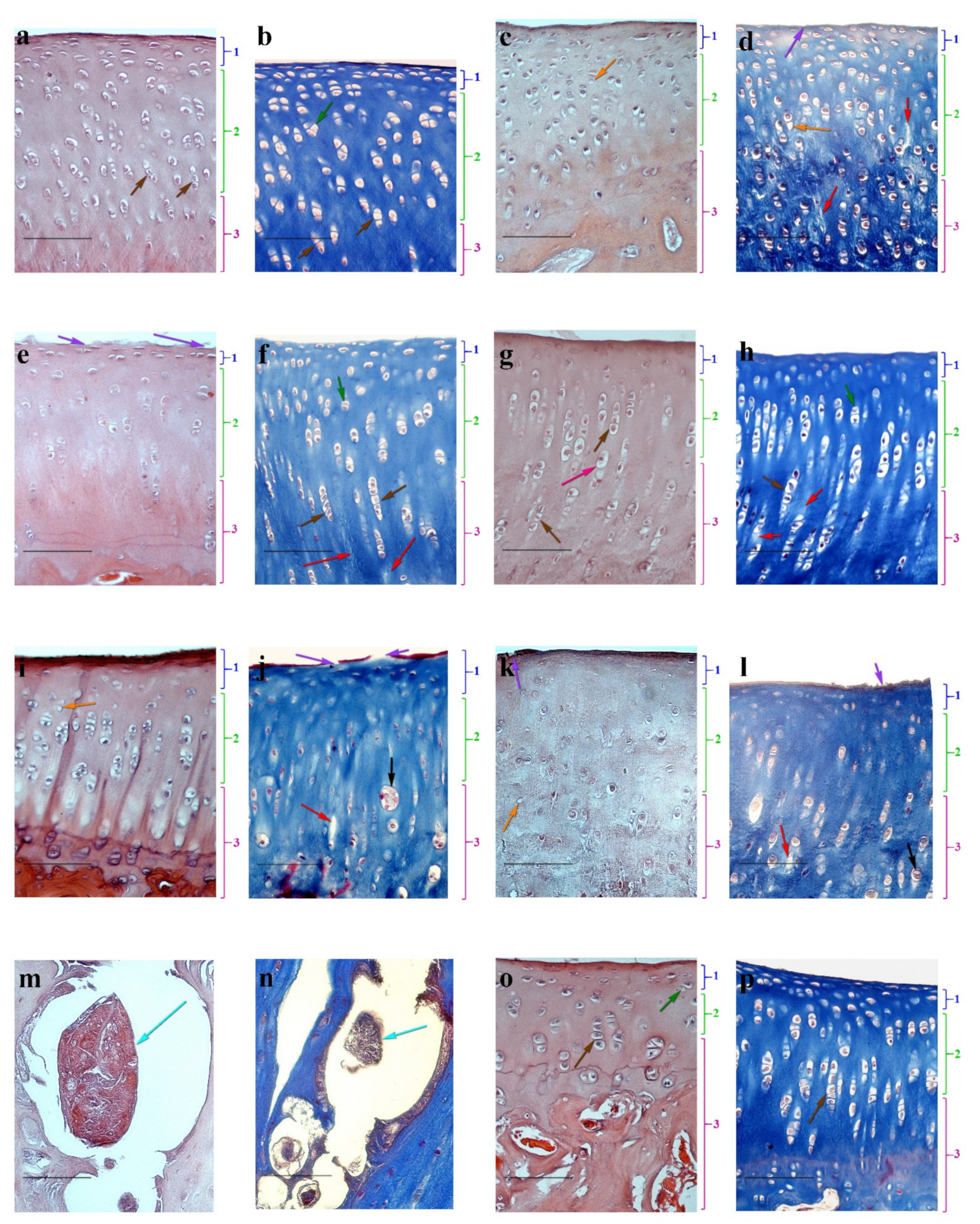 Life 11 00756 g004 Life 11 00756 g004