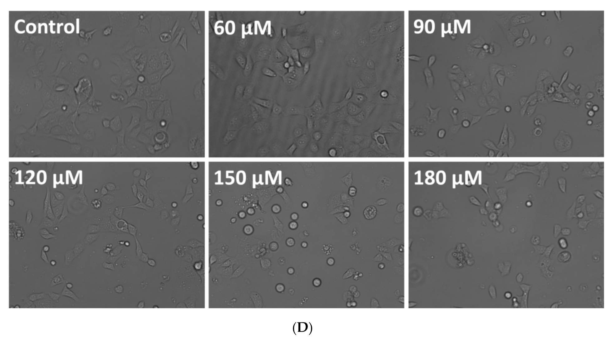 Life 11 00761 g001c Life 11 00761 g001c