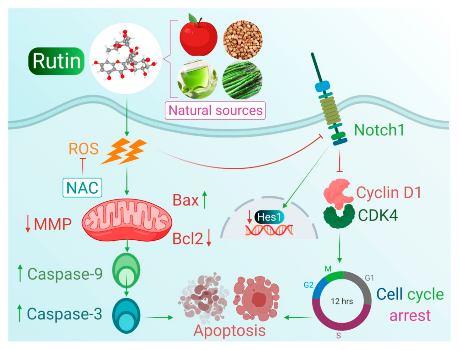 Life 11 00761 g006 Life 11 00761 g006